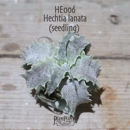 【送料無料】Hechtia lanata seedling《ベアルート株》〔ヘクチア〕現品発送HE006