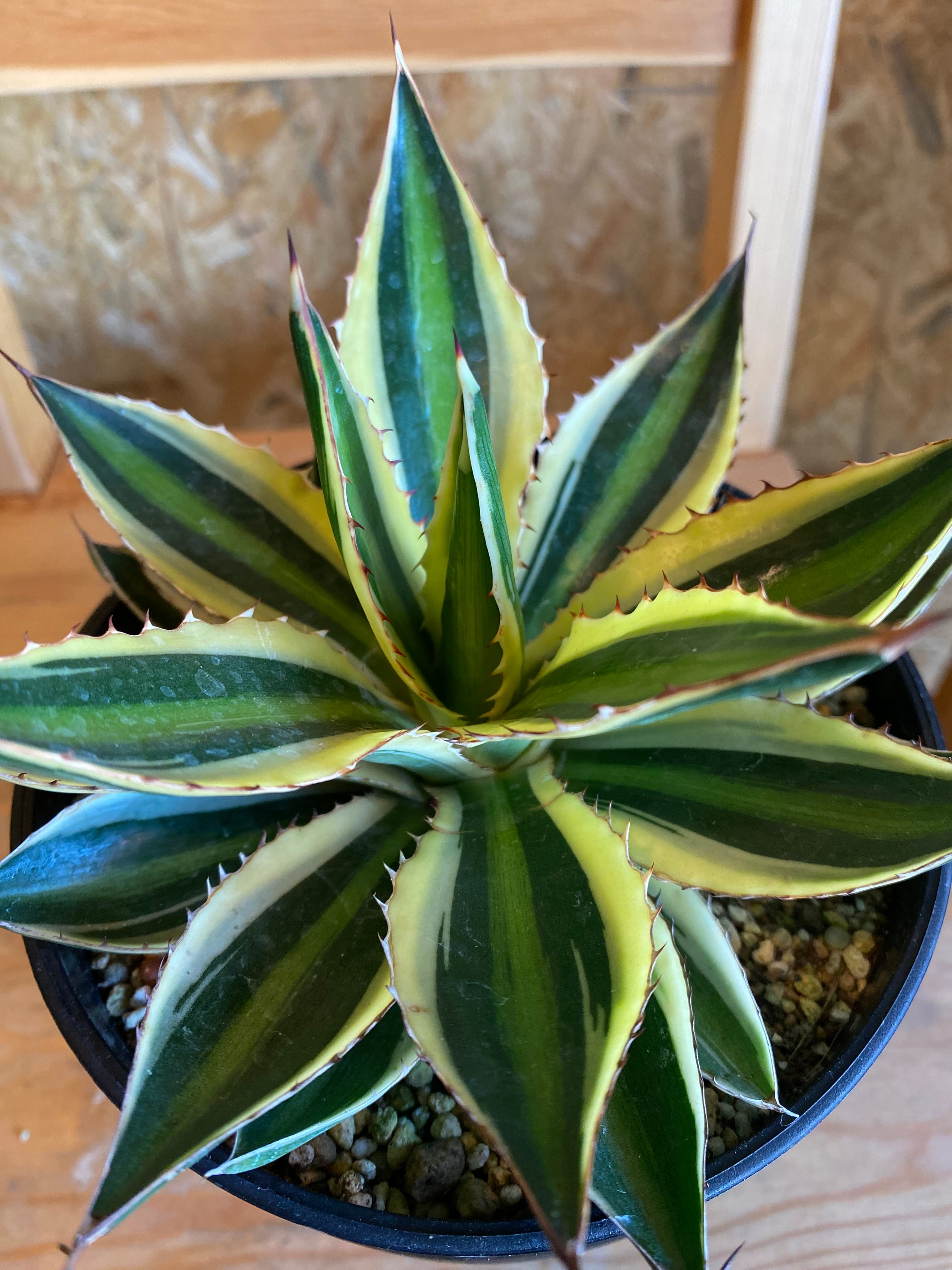 アガベ 五色万代 60cm強 現地株 ロファンサクアドリ 国内最大級 成長記録]アガベ・五色万代（ロファンサ・クアドリカラー