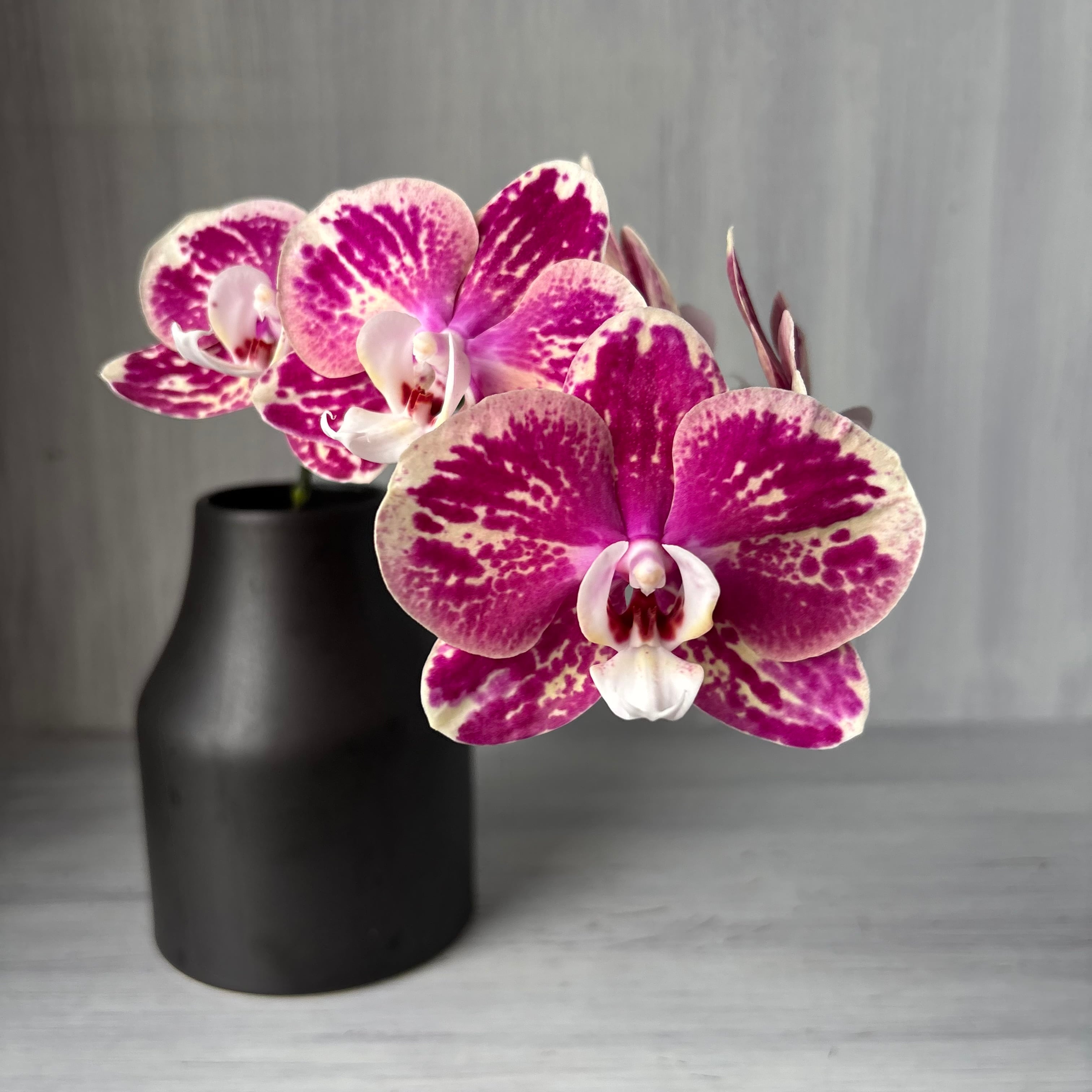 花パピエ 楽天市場】苗 花苗 エキナセア ハッピースター 1鉢 3.5号【お届け中