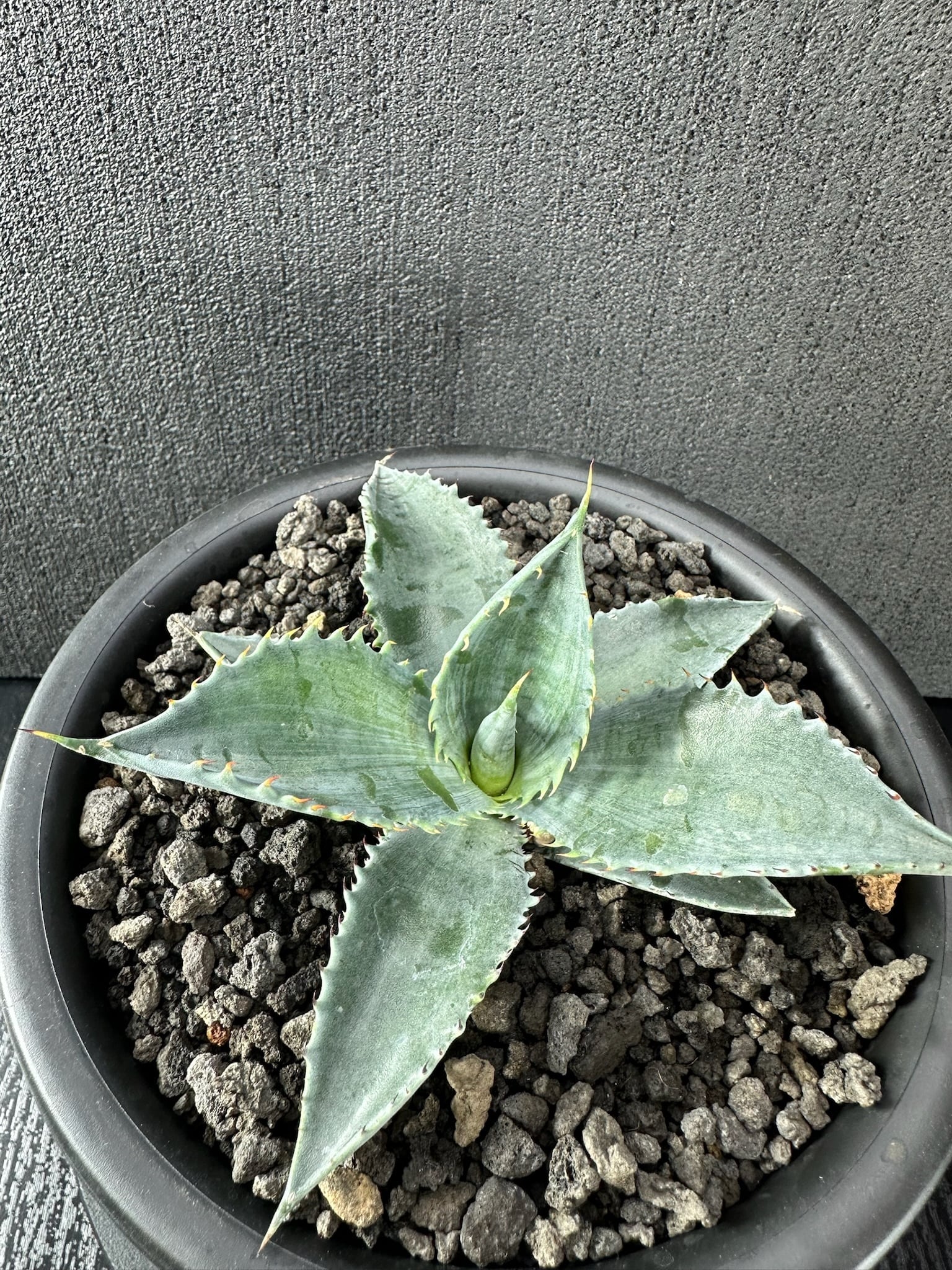 よしにゃあ　アガベ　ハイブリッド よしにゃあ アガベ ハイブリッド よしにゃあ アガベ ハイブリッド