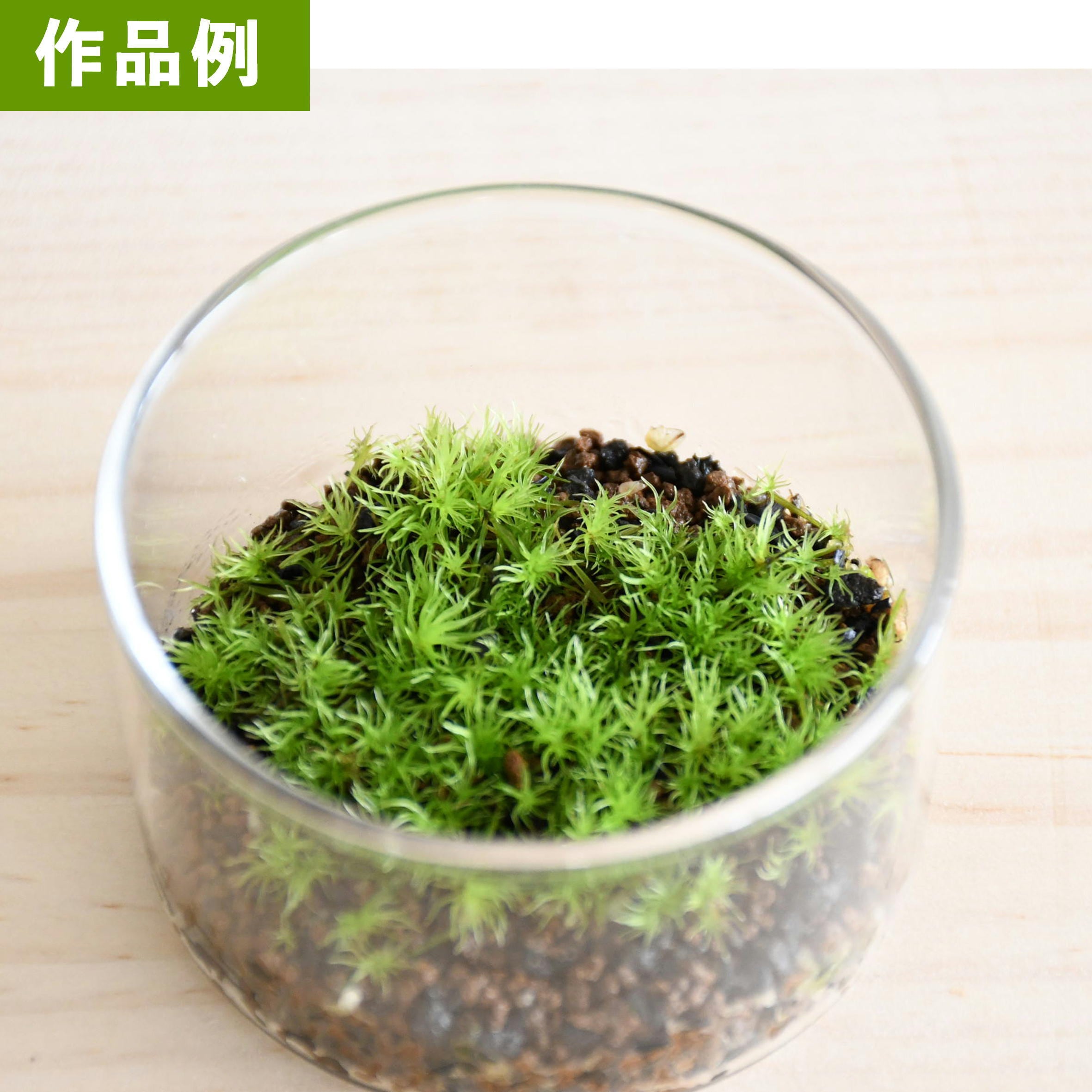 ガラス容器】深底ガラスシャーレS（直径72xh43mm） | 苔テラリウム