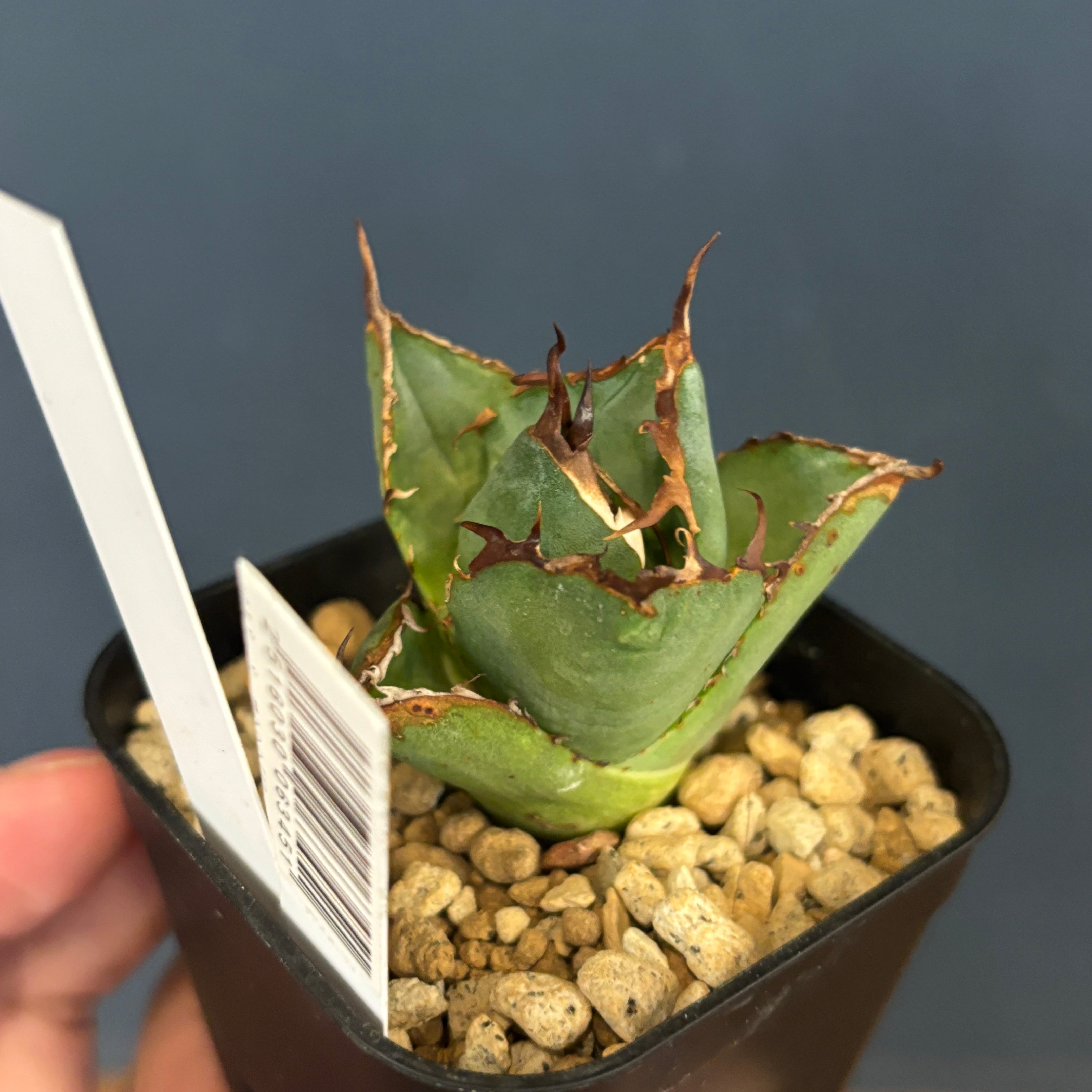 アガベ チタノタ ペルシアンドワーフ【135】 | PROTOLEAF プロトリーフ