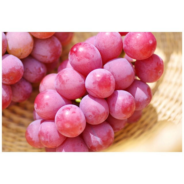 クイーンニーナ ５～８房（３．０ｋｇ以上）