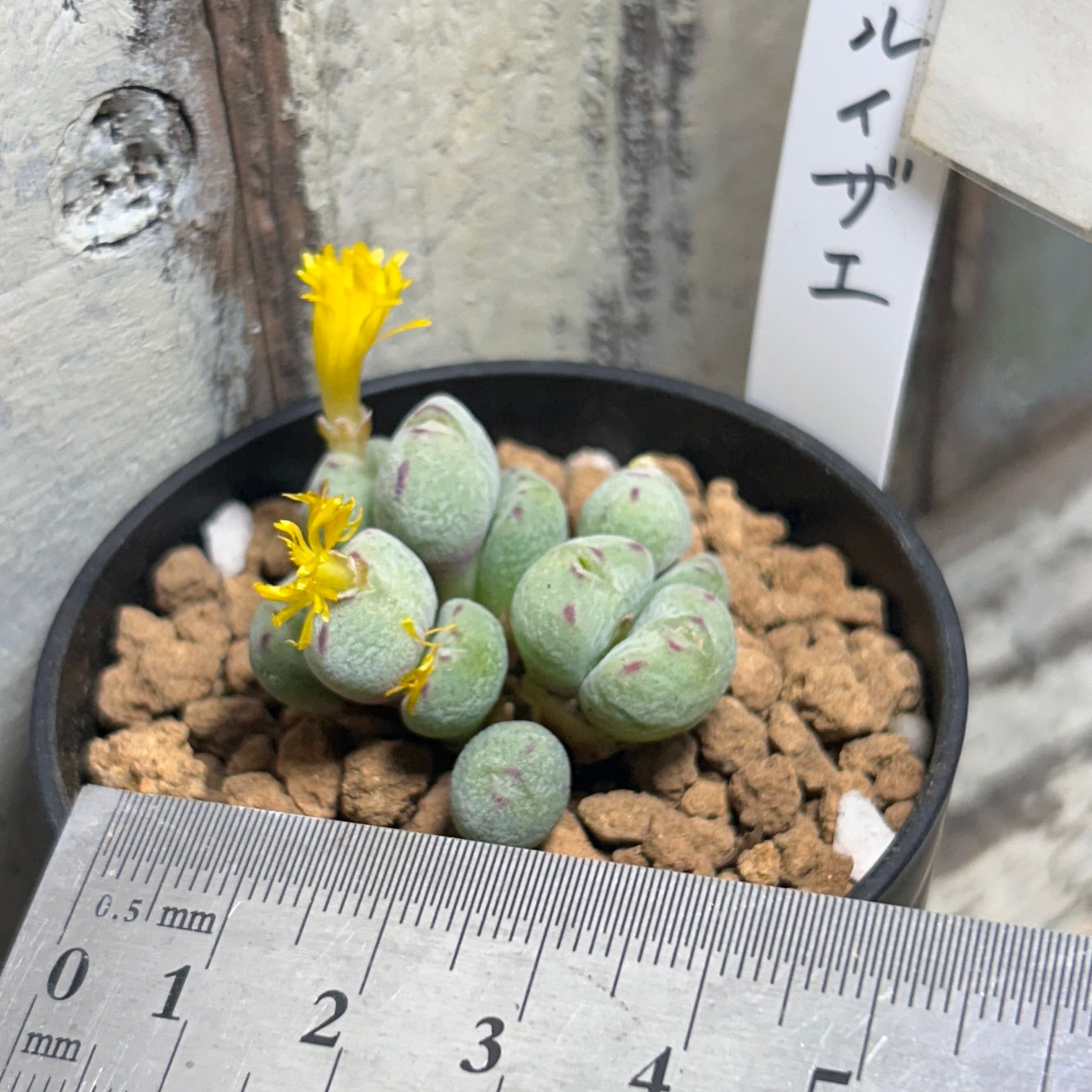 ルイザエ コノフィツム | RuPo 多肉植物専門店