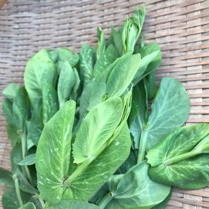 【シーズン終了しました】豆苗（本豆苗）　100ｇ/中国野菜