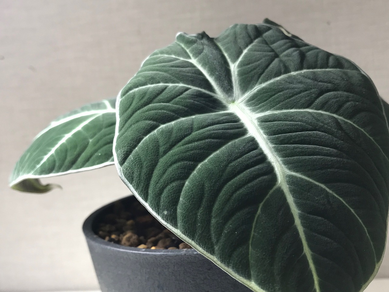 アロカシア ブラックベルベット