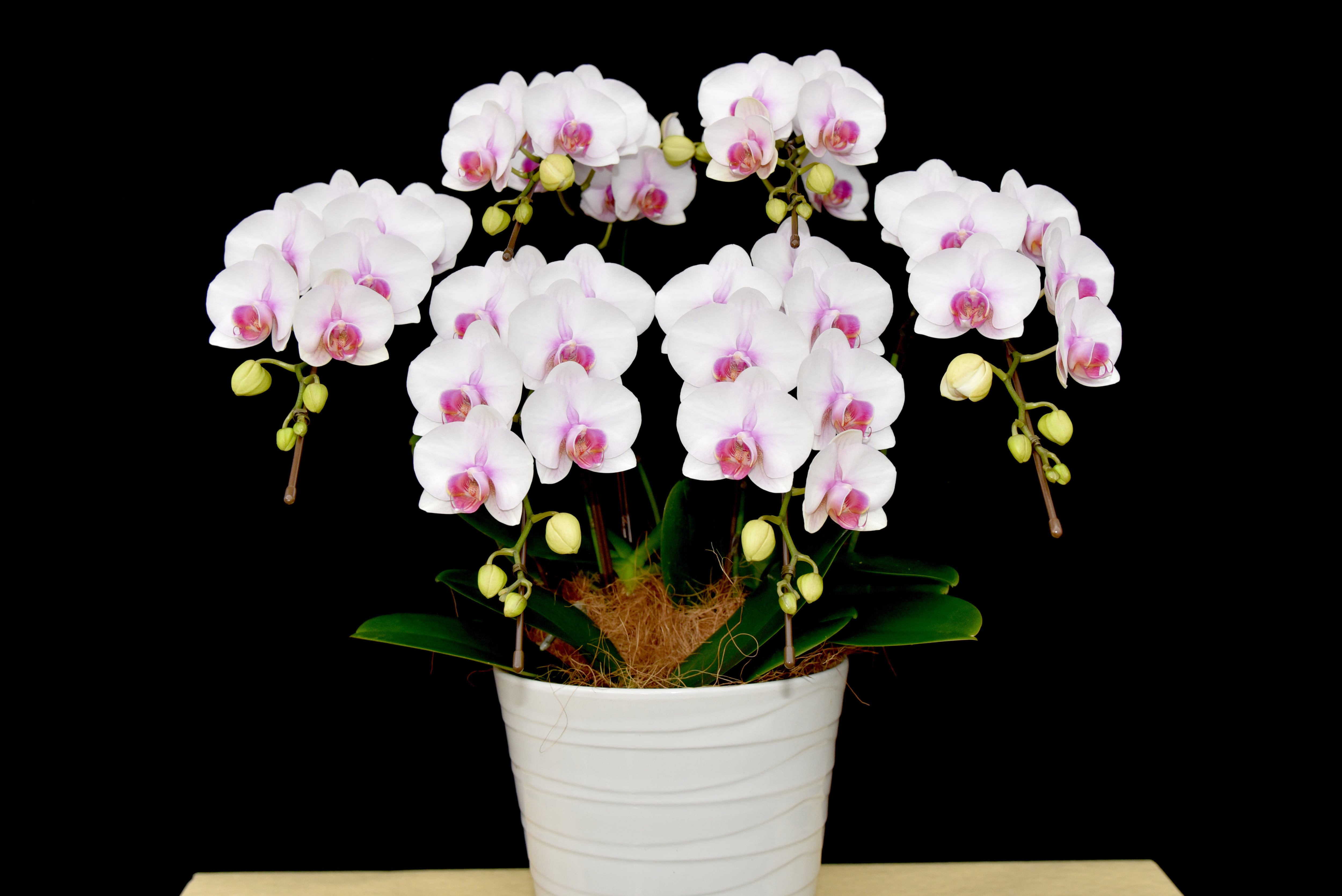 ヴィーナスルージュ-6本立て☆送料大 | 座間洋らんセンター ネット