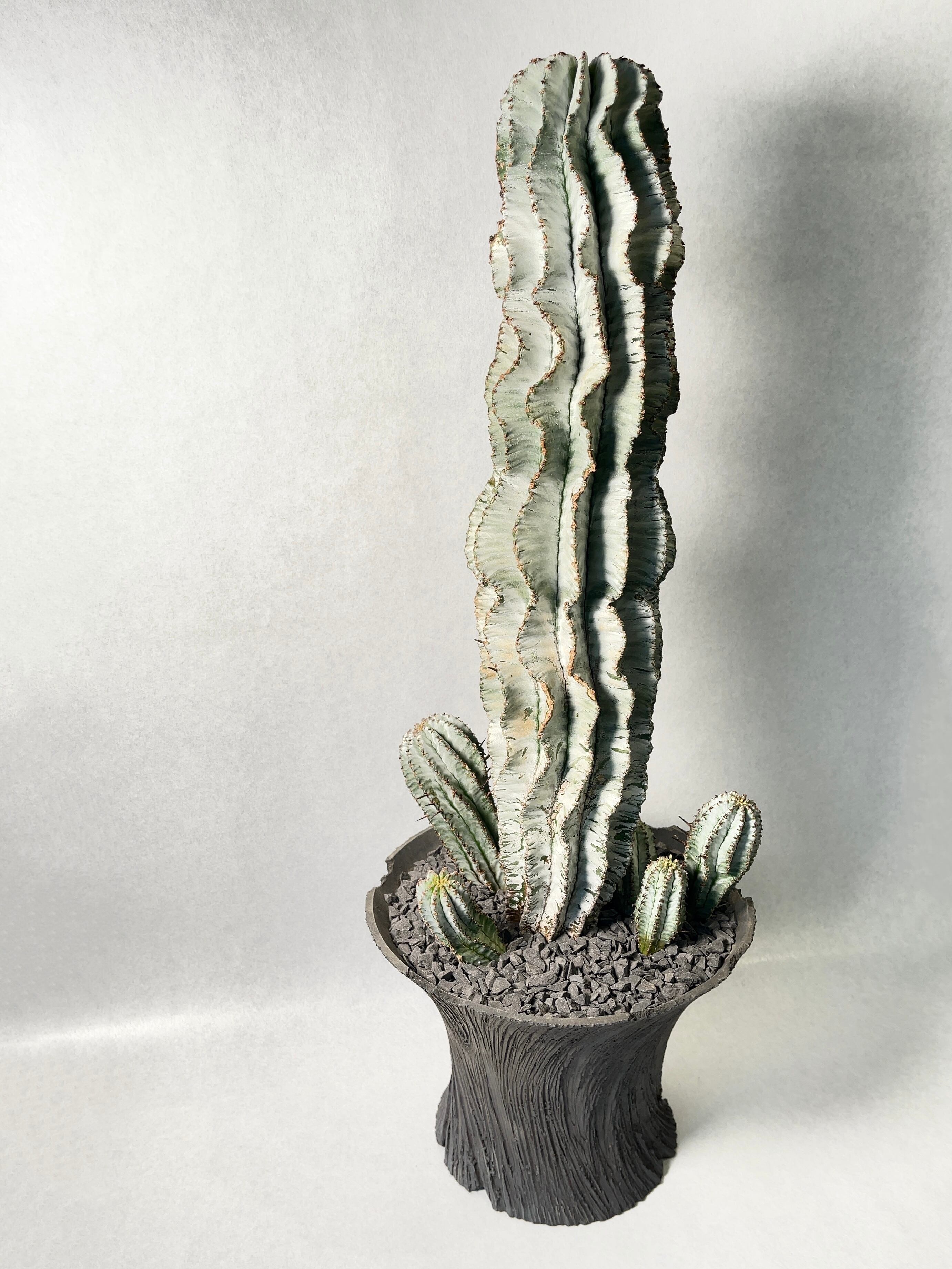 ユーフォルビア・ポリゴナスノーフレーク | trigger