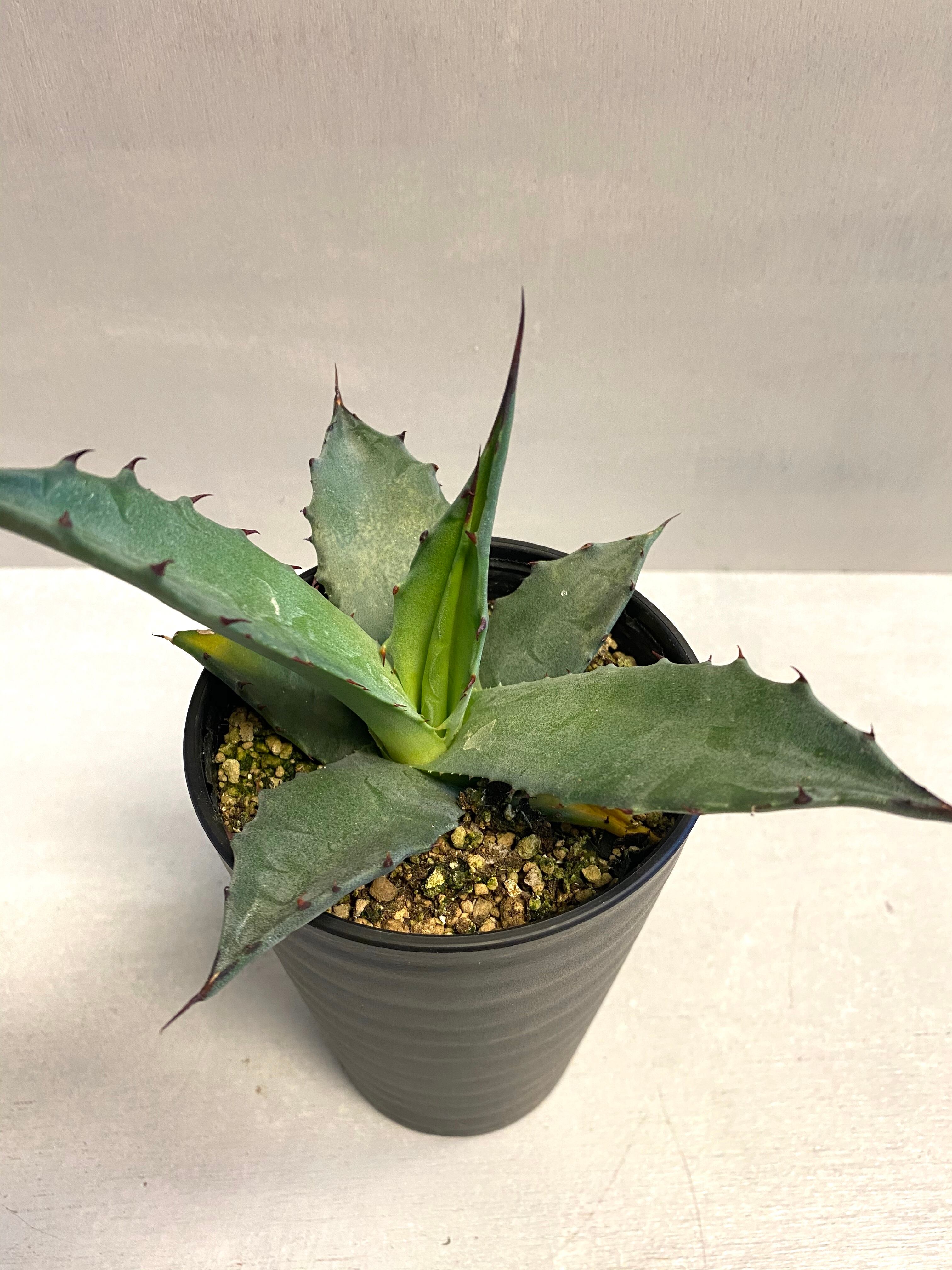 アガベ サルミアナ フェロックス アメリカ輸入株 Daiichi Netto 植物 観葉植物 Phoebus Energy Com