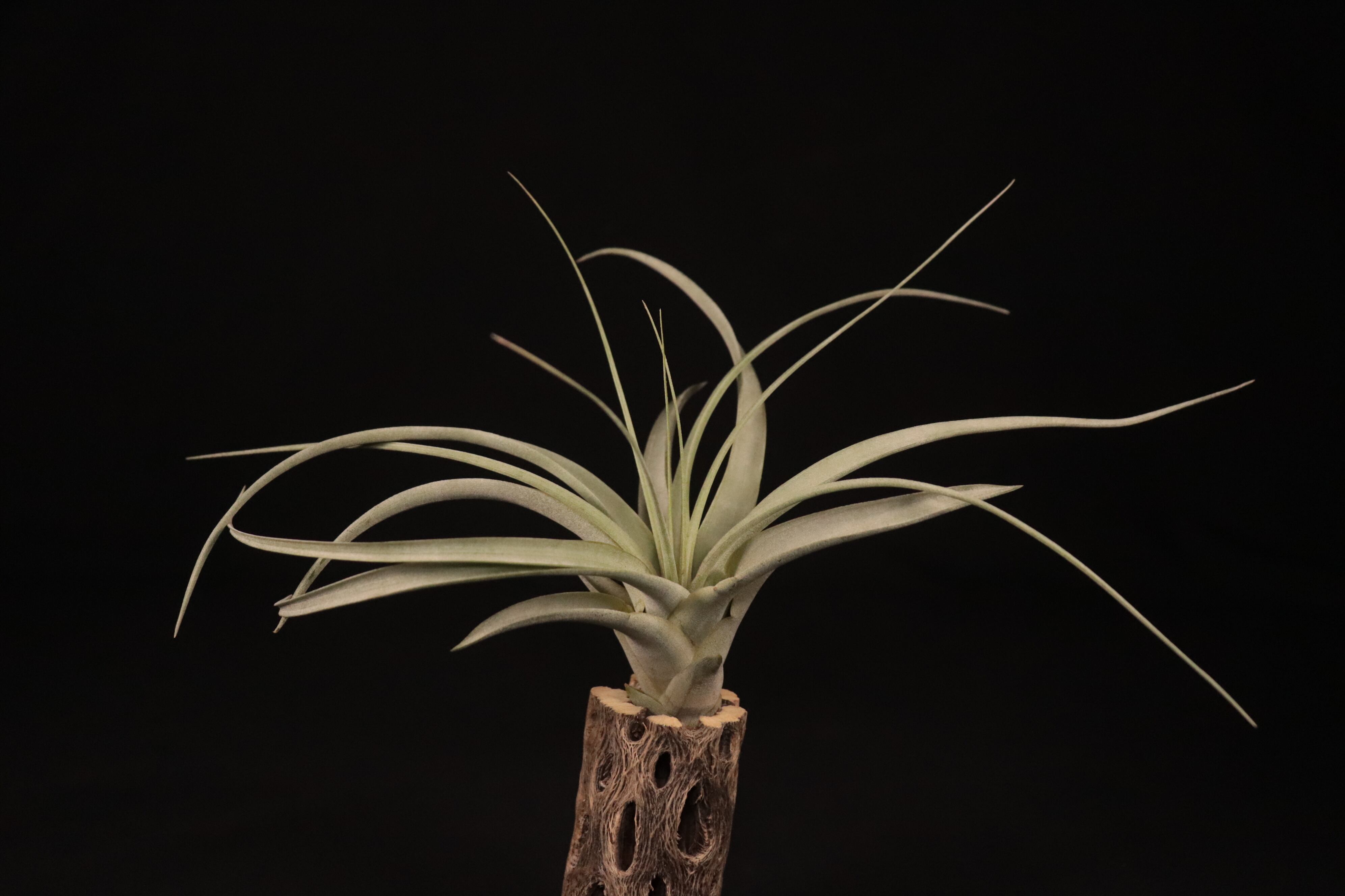 reserved】'Pang's Luxury' (Pang Hybrid)〔エアプランツ〕現品発送