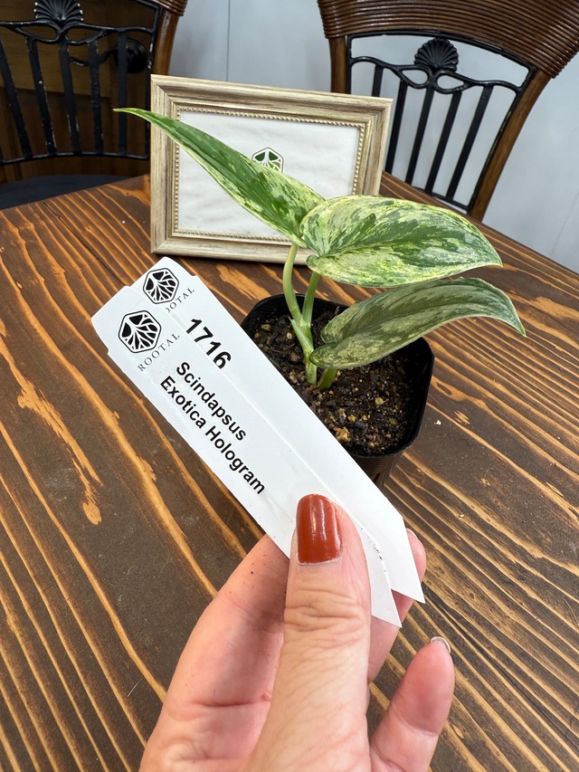 ★1716【輝くホログラム】スキンダプサス　エキゾチカ　ホログラム(3.5号ポット）