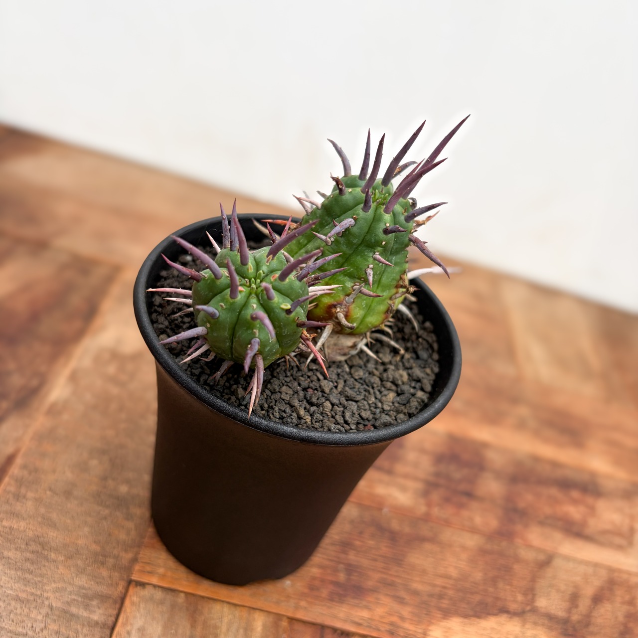 Euphorbia ferox【ユーフォルビア・フェロックス】