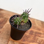Euphorbia ferox【ユーフォルビア・フェロックス】