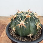 Ferocactus【フェロカクタス・短棘日の出丸】