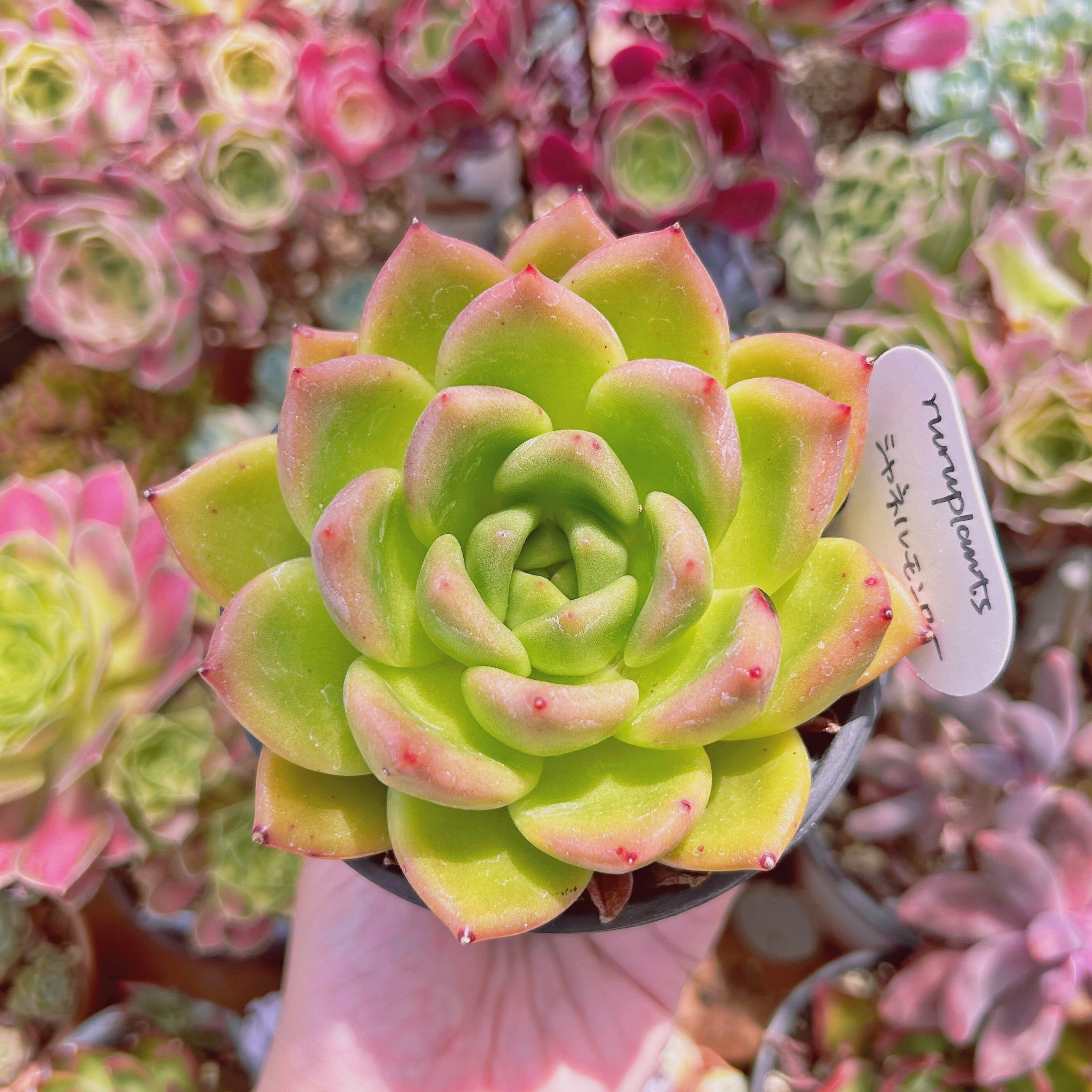 2185現物 多肉植物 シャネルモンロー 特大 抜き苗 | るる農園