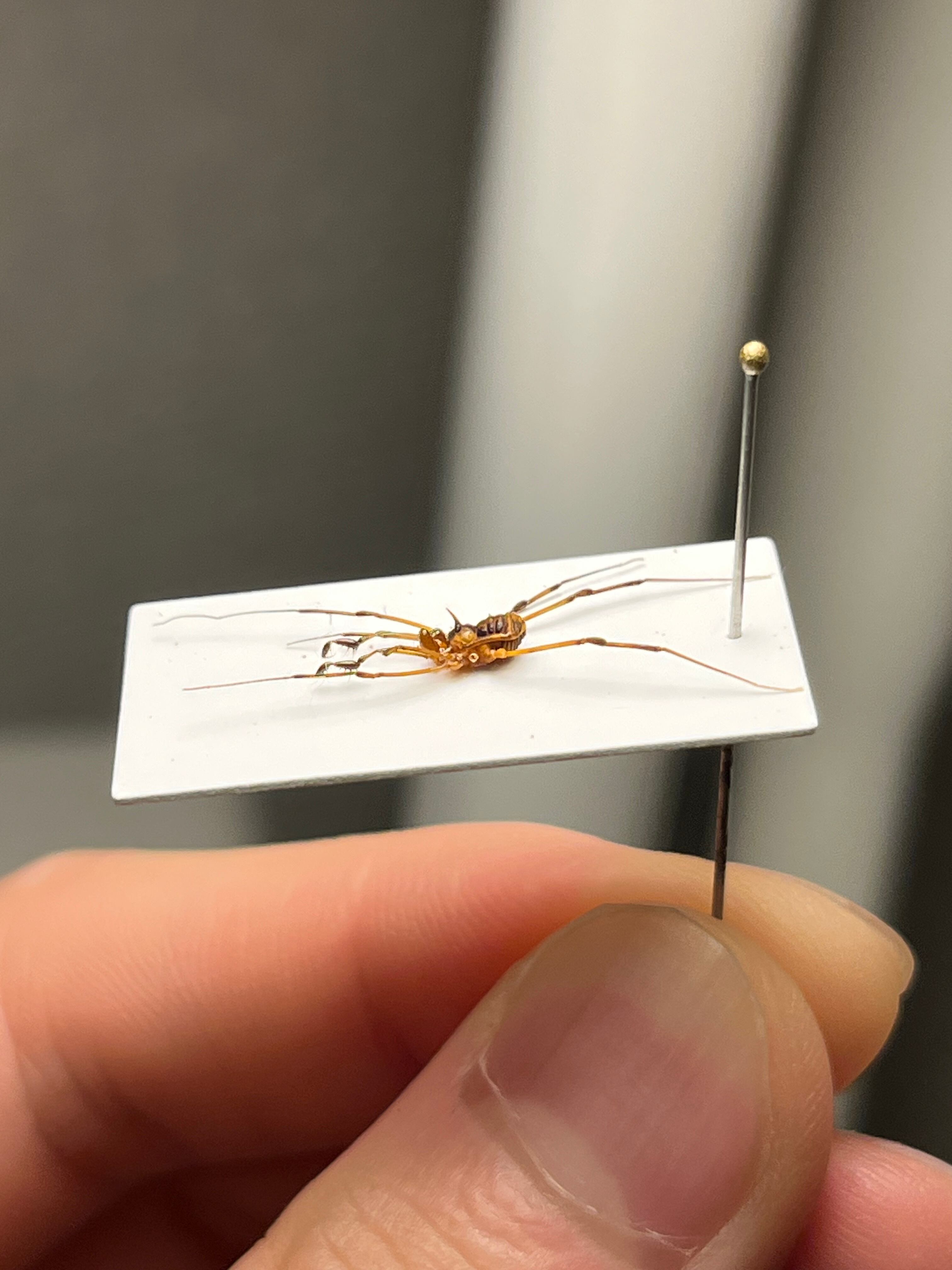 悪魔的な鋏と頭の棘がイカすザトウムシ 標本 ウデムシヒヨケムシ
