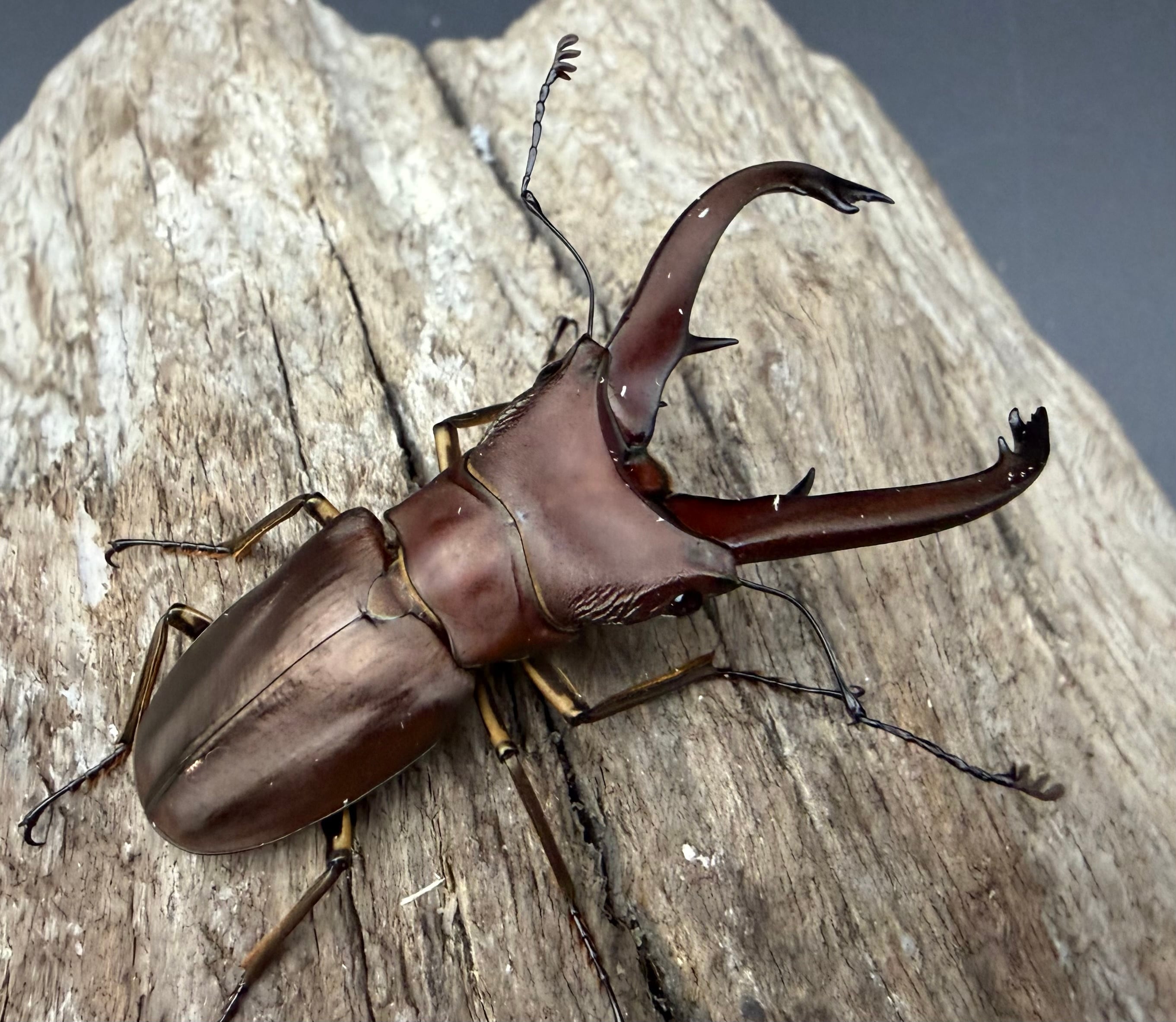 WD】《イグジミウスホソアカ 52mm ペア》 | KPW公式オンラインショップ