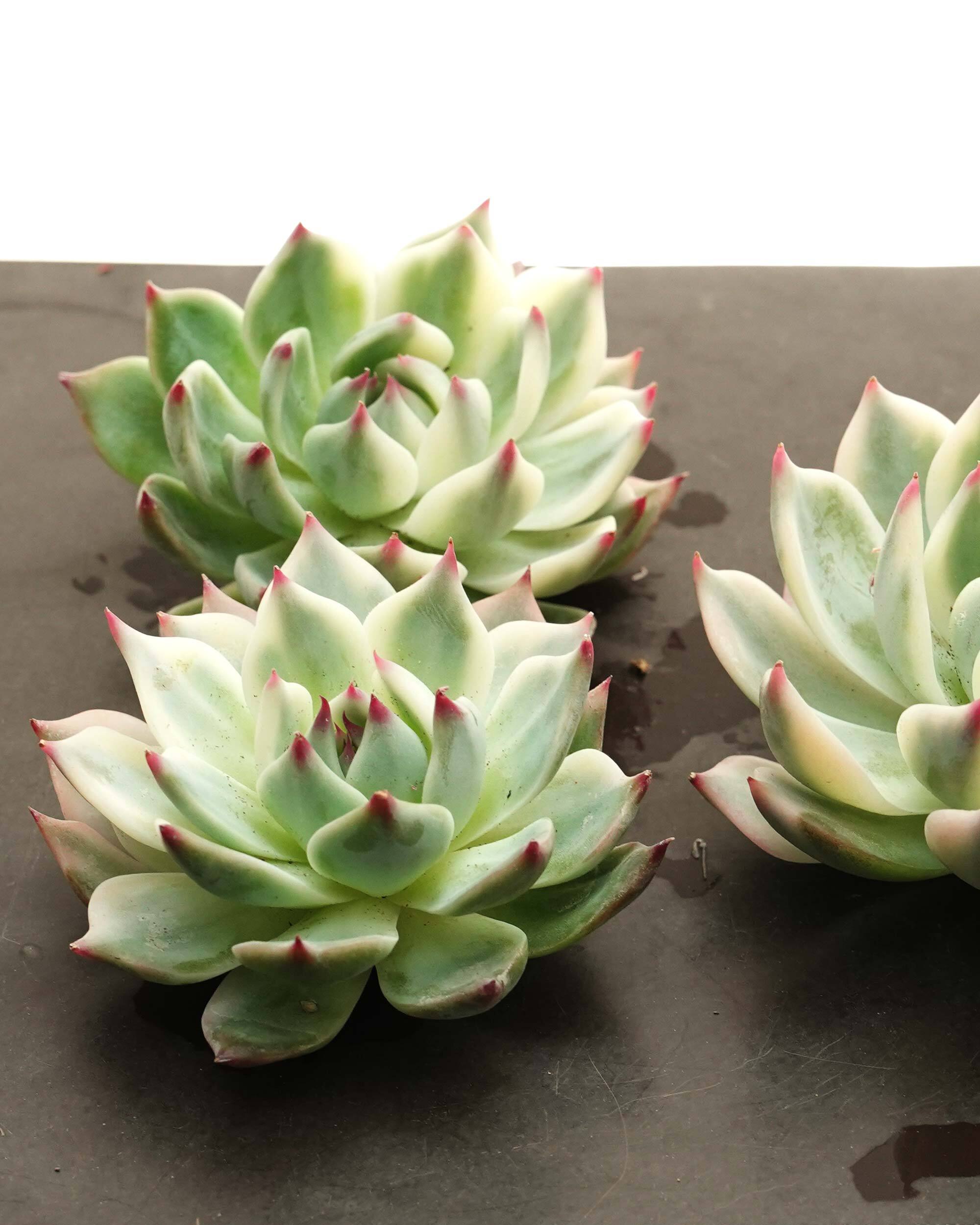 メリディアン(特大苗)◎多肉植物 カット苗 輸入苗 エケベリア等 カット苗 メリディアン XXL 18cm大株＋極太茎 Echeveria 'Meridian