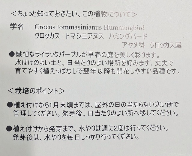 球根　クロッカス　『トマシニアナス　ハミングバード』　5球
