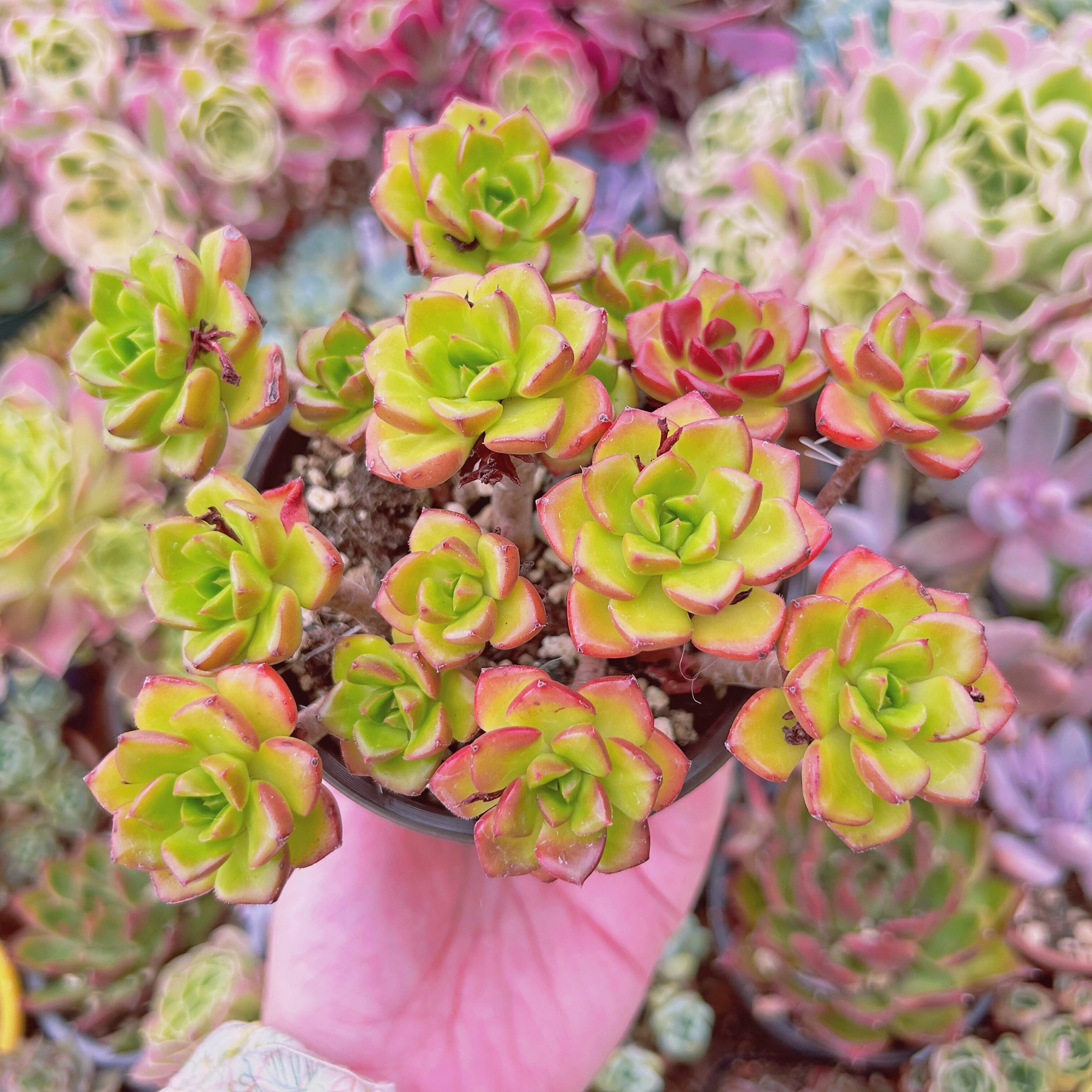 現物 多肉植物 レティジア 特大 抜き苗 | るる農園~多肉植物専門
