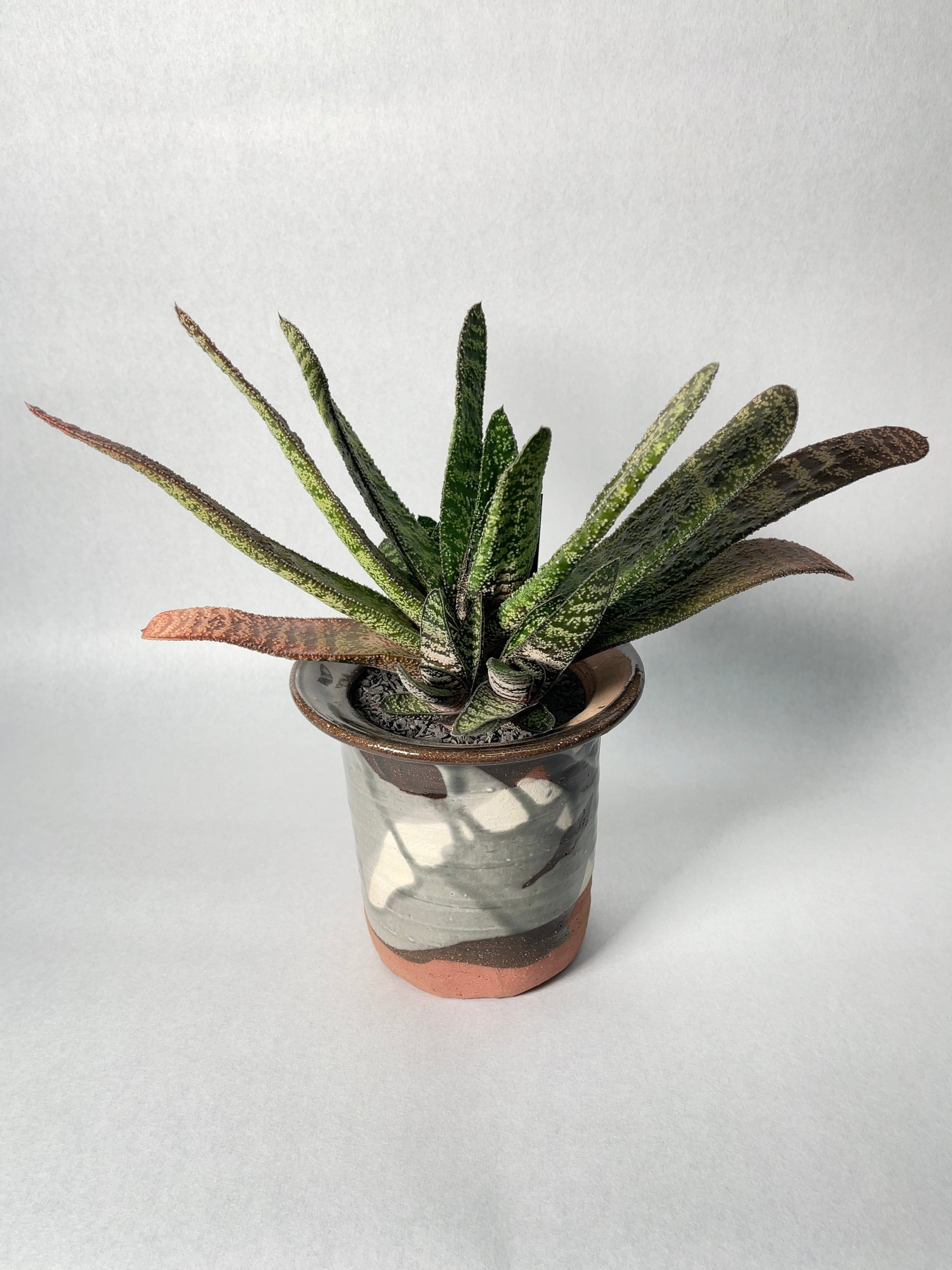 ガステリア　ディスティカ ガステリア ディスティカ | 叢 – くさむら – Qusamura