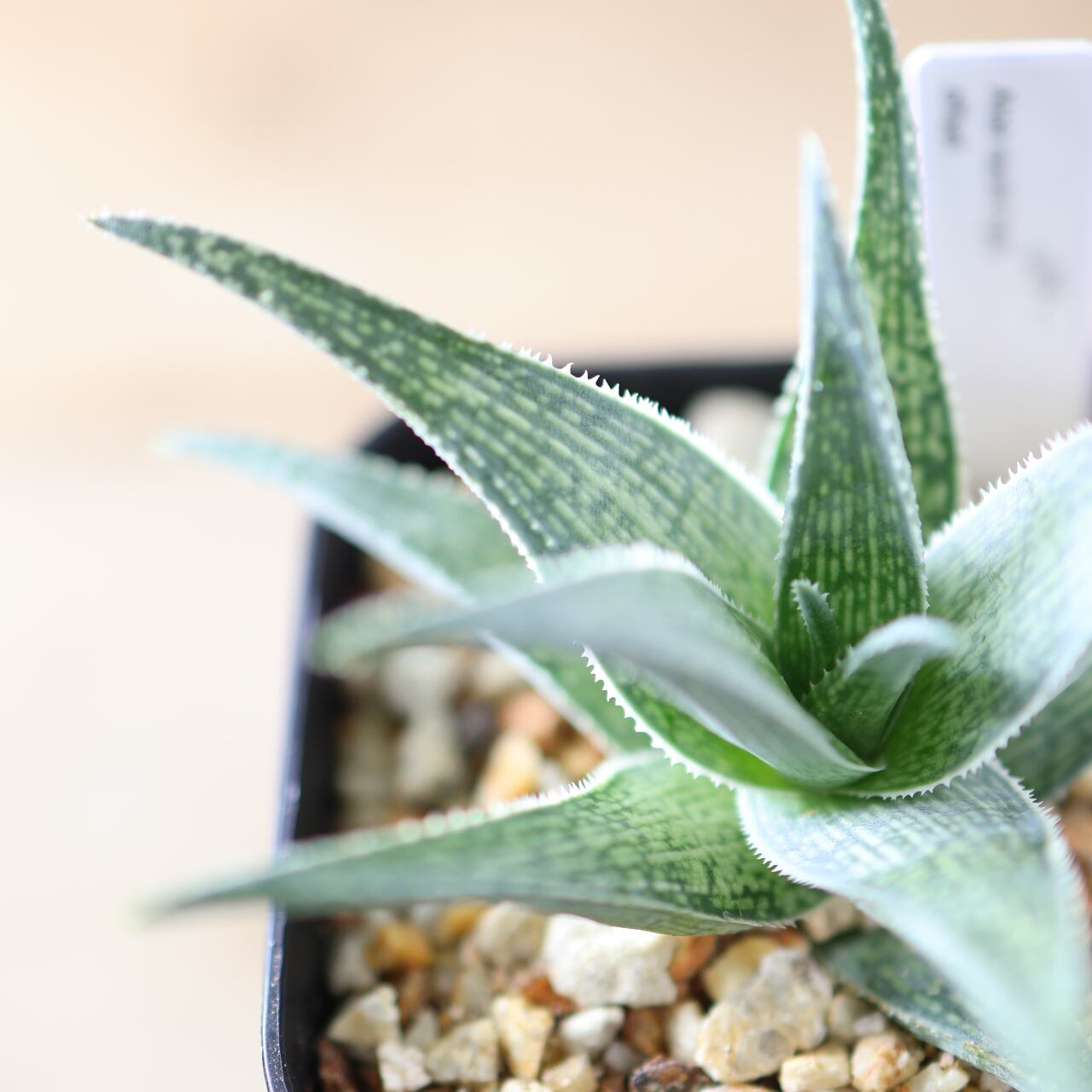 観葉植物アロエ 楽天市場】観葉植物【アロエ属】アロエ 青々錦 4号セメント鉢（HH31803