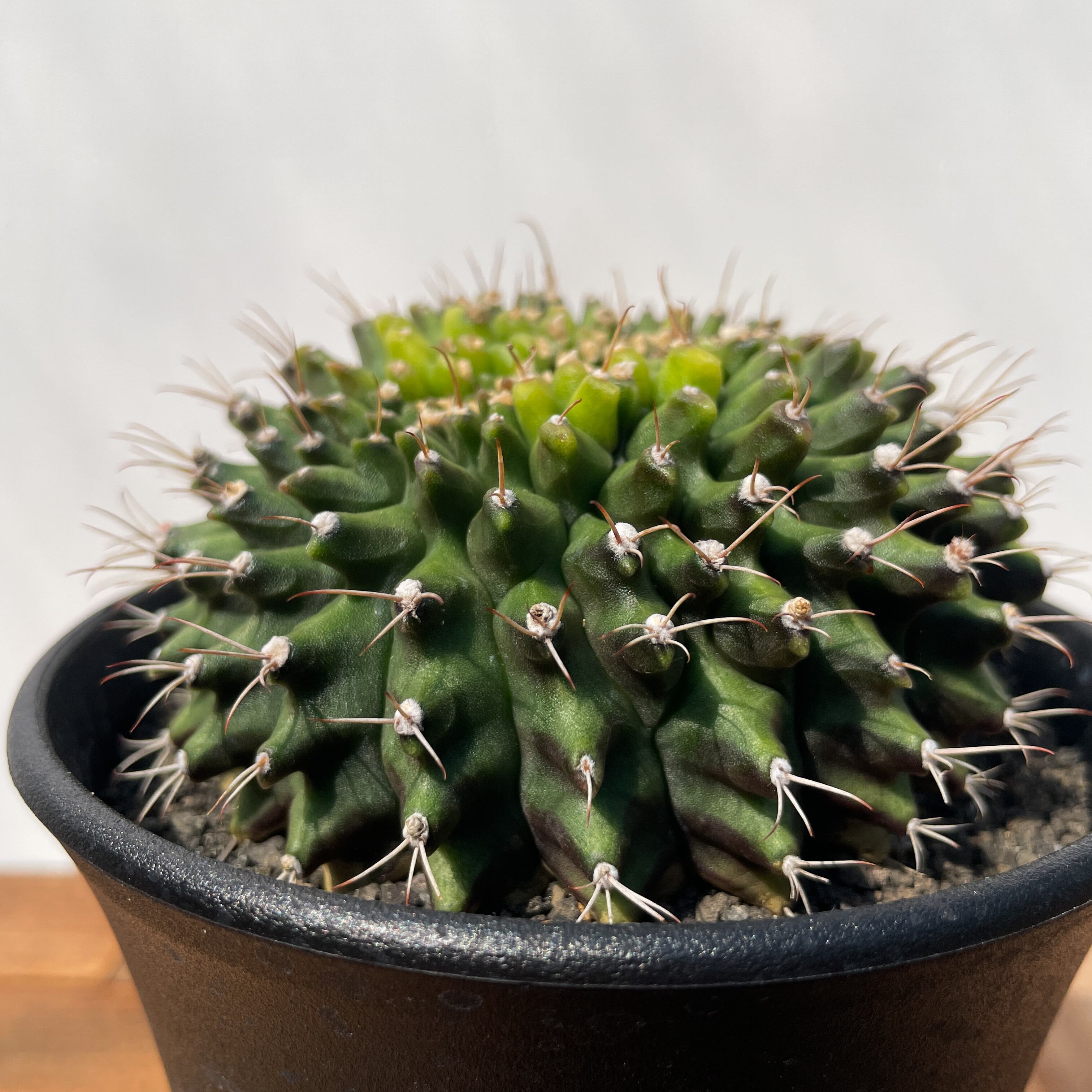 Gymnocalycium mihanovichii【ギムノカリキウム・ミハノビッチ棘なし