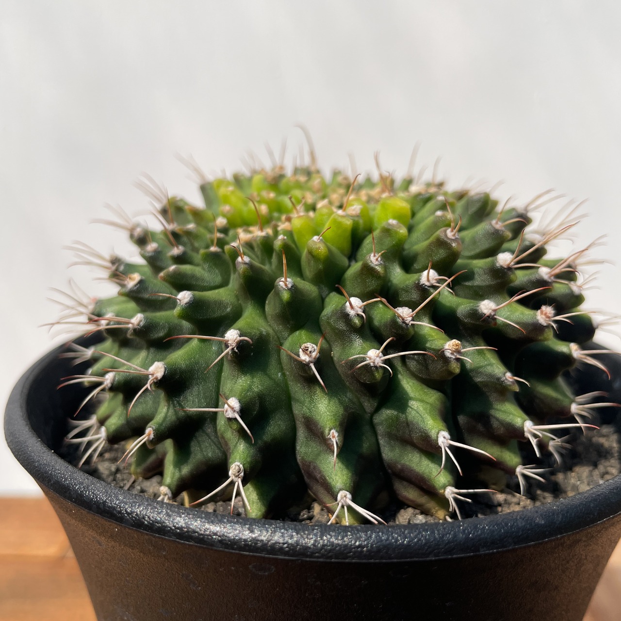 Gymnocalycium mihanovichii【ギムノカリキウム・ミハノビッチ棘なしモンスト】