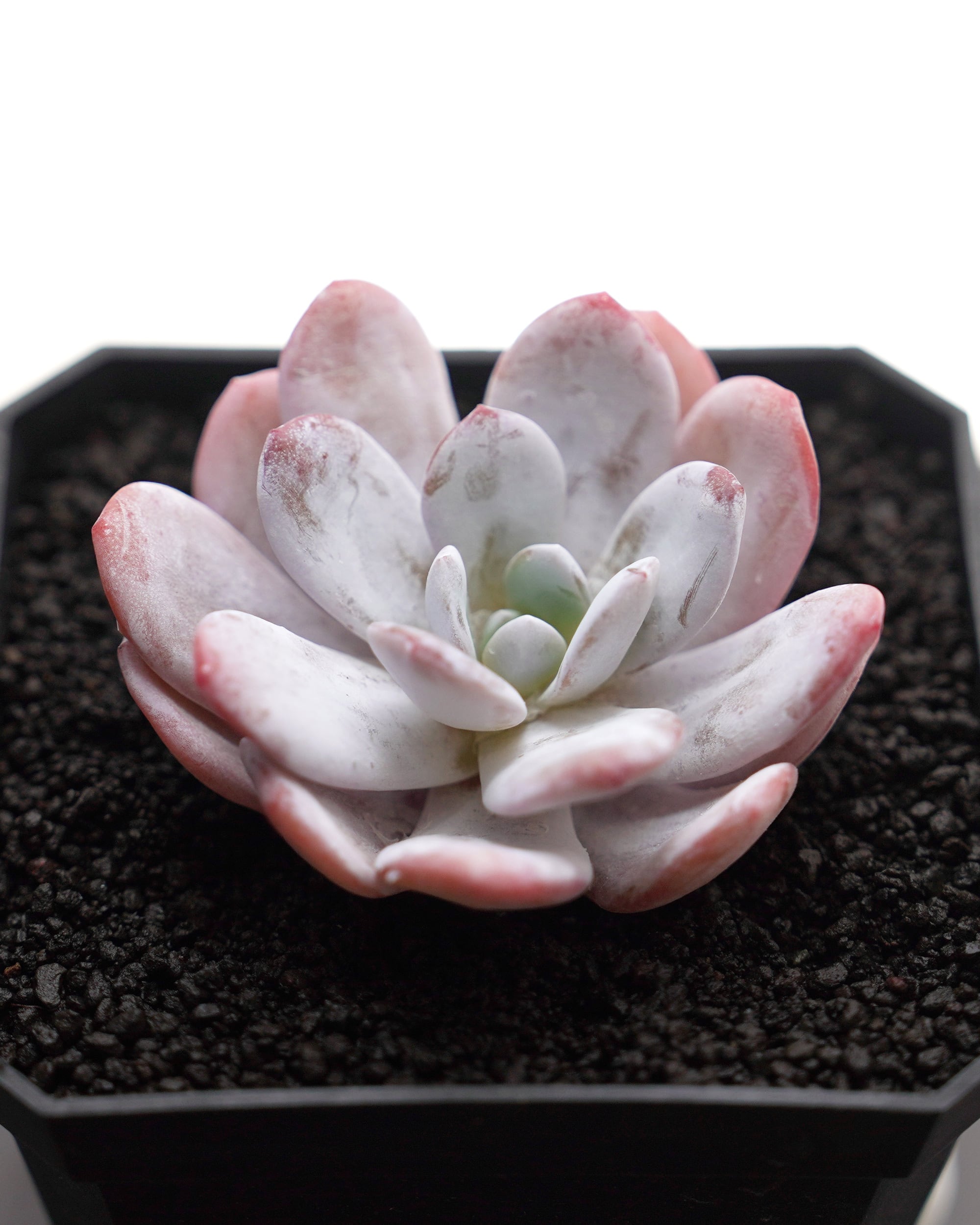 エケベリア（っぽいコ） | PUKUBOOK SUCCULENTS