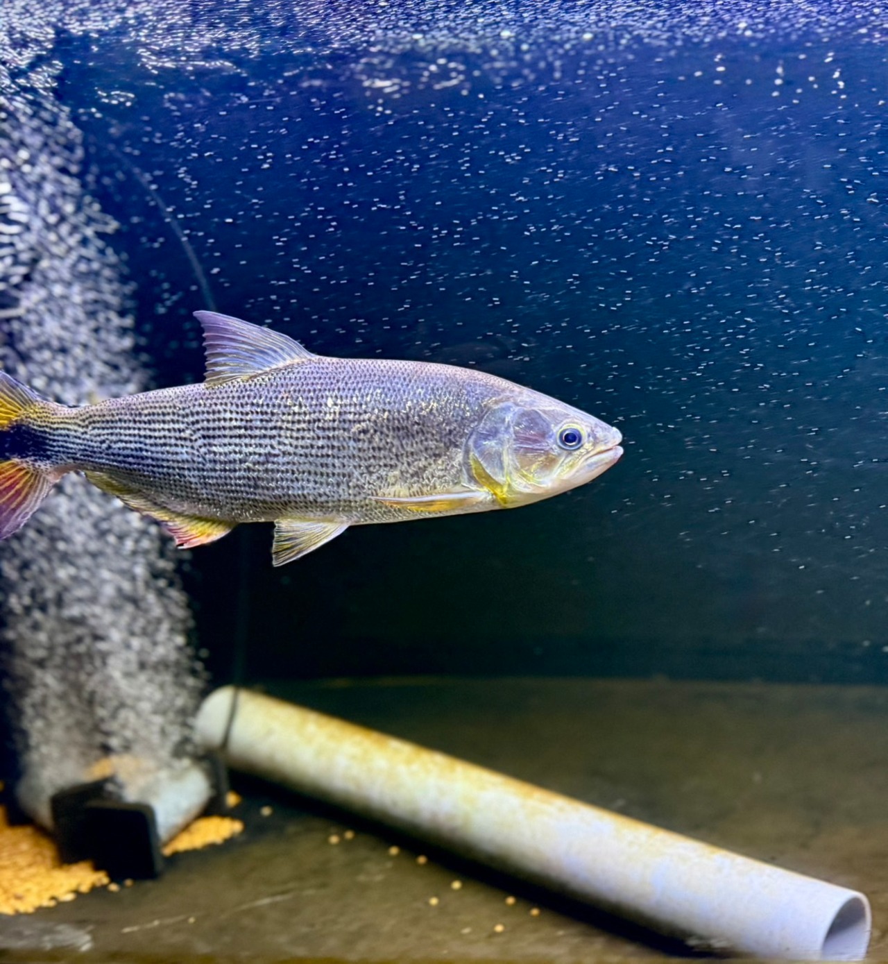 ワイルド・ドラド - 2