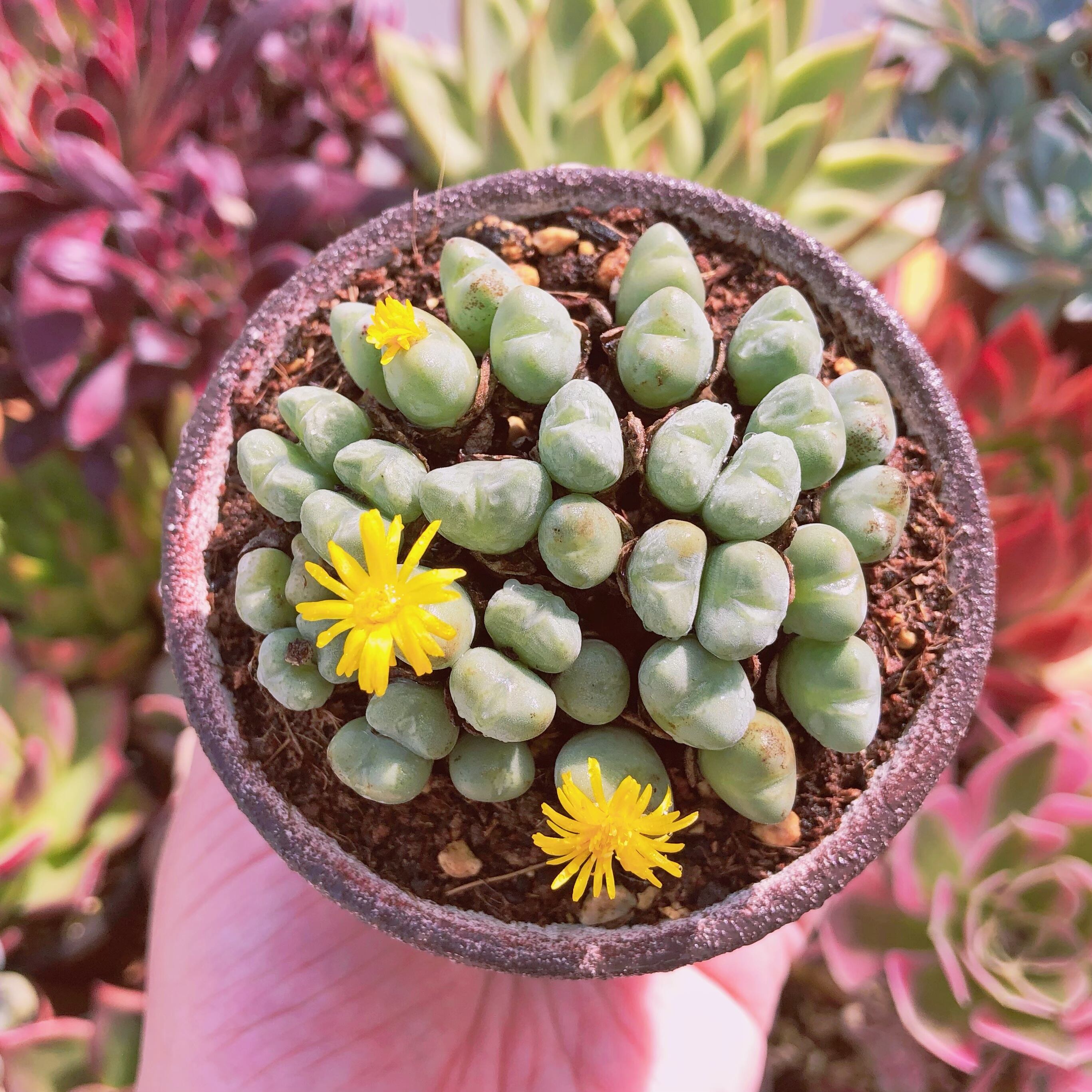 多肉植物　Conophytum  群生