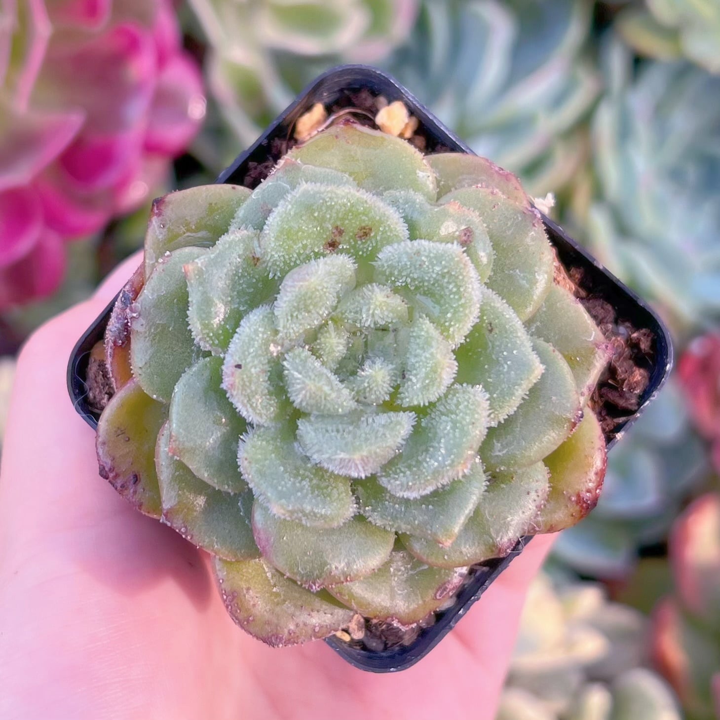 現品　光姫#F241　るる農園