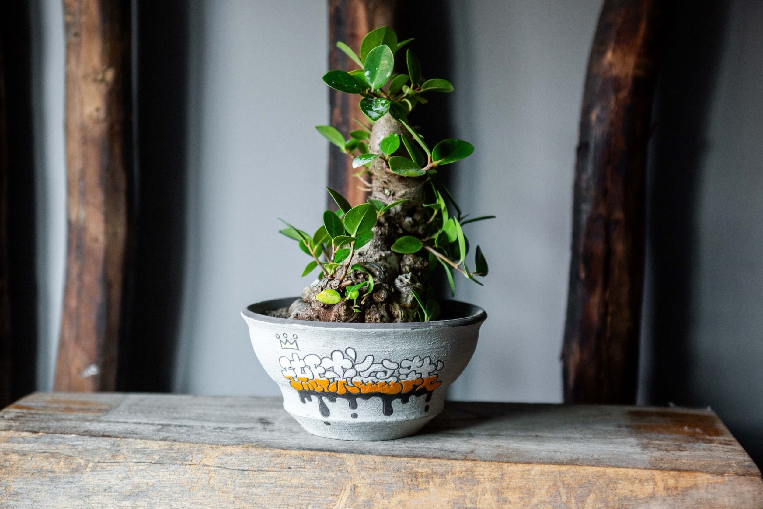 Ficus microcarpa × 阿萬 特注グラフィティ鉢【ガジュマル 琉球盆栽】