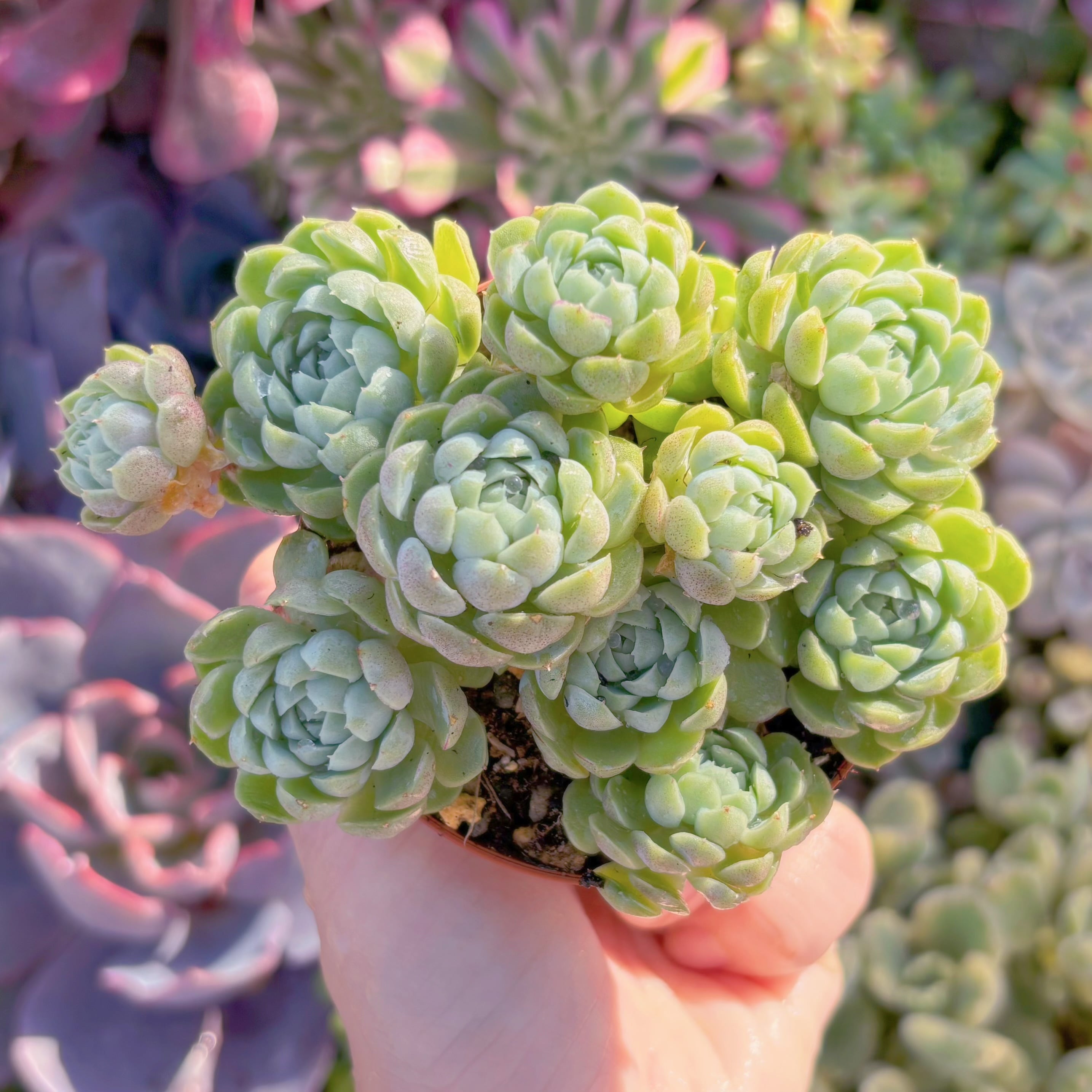 現品　ハチミツボール#M234　るる農園