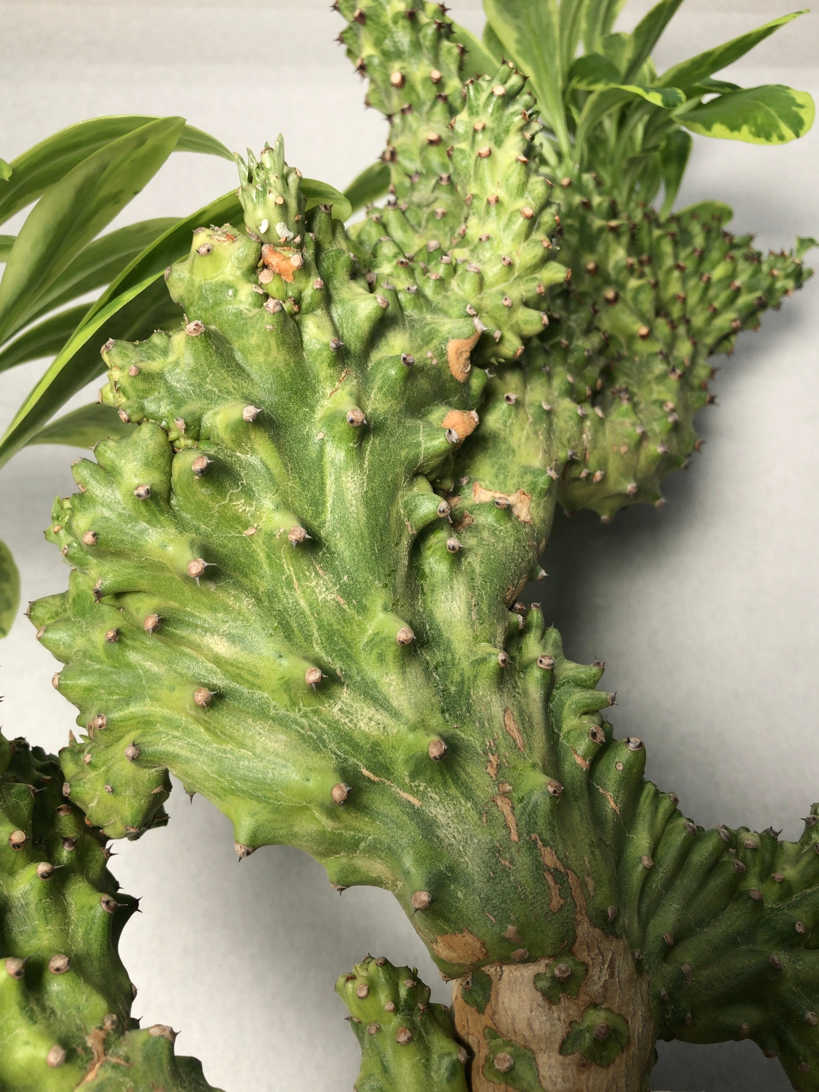 ユーフォルビア：魔界麒麟・鬼面閣錦（マカイキリン・キメンカクニシキ