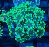 Alveopora FromMakassar YellowFrag 19