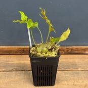 【伊藤蟻】Lecanopteris carnosa Minahasa, Manado, North Sulawesi【635】