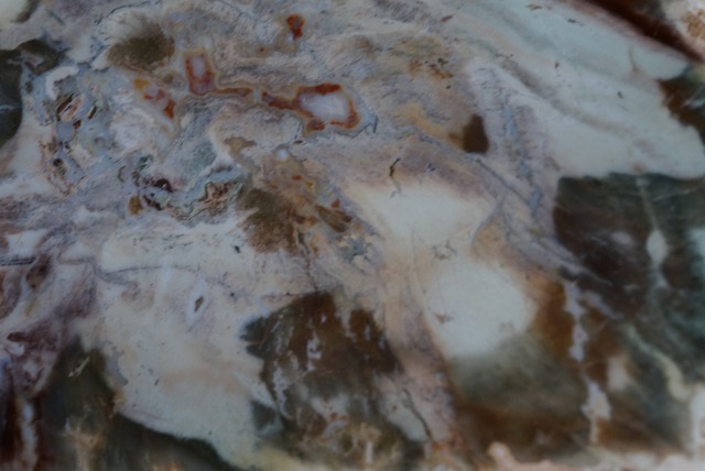 珪化木 Araucarioxylon ①