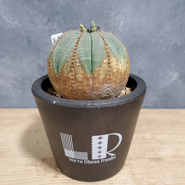 【木質化】Euphorbia obesa ユーフォルビア オベサ