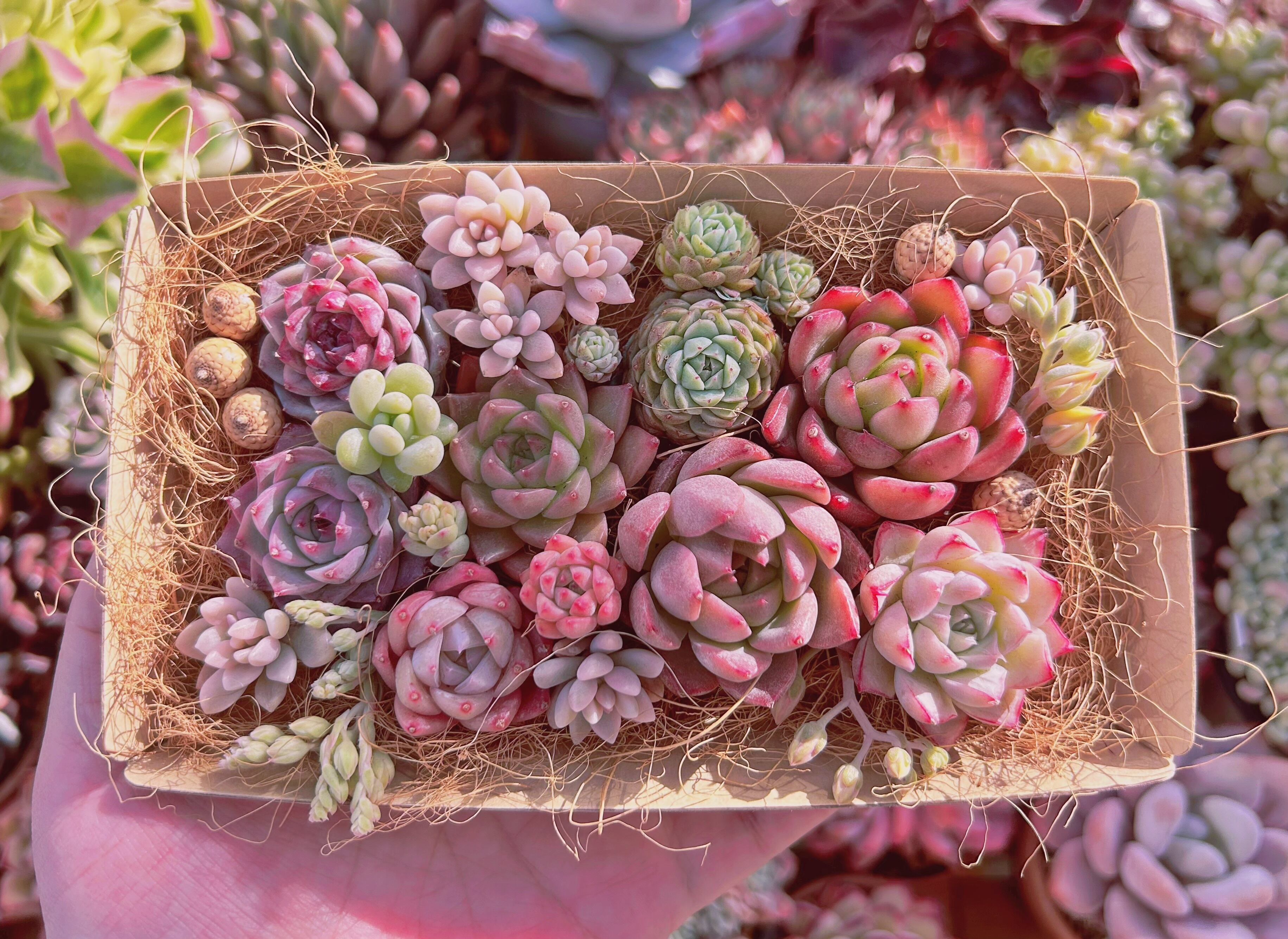 #311現物　多肉お弁当　トレーのまま発送