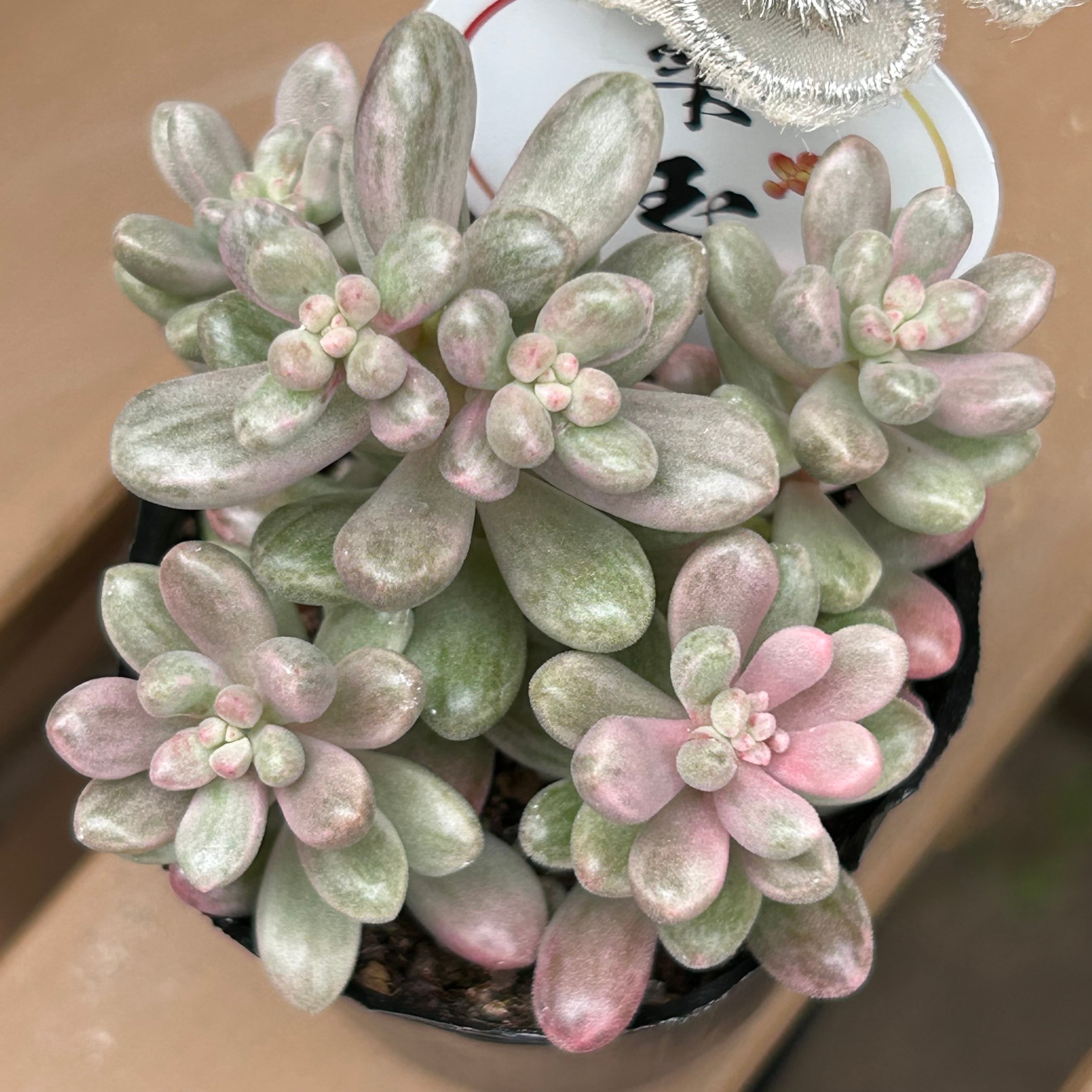 雫玉 | RuPo 多肉植物専門店
