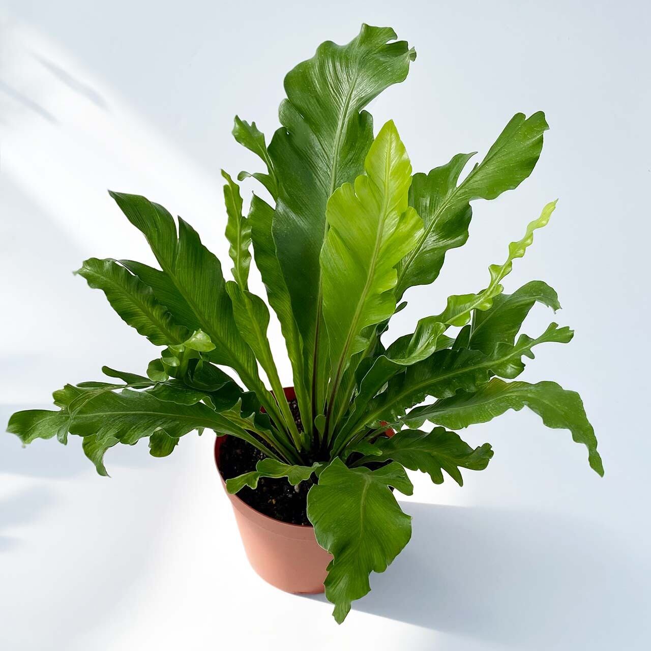 アビス 変わり葉 希少 4号 Inakougei イナコウゲイ 観葉植物 鉢 多肉 猫用品