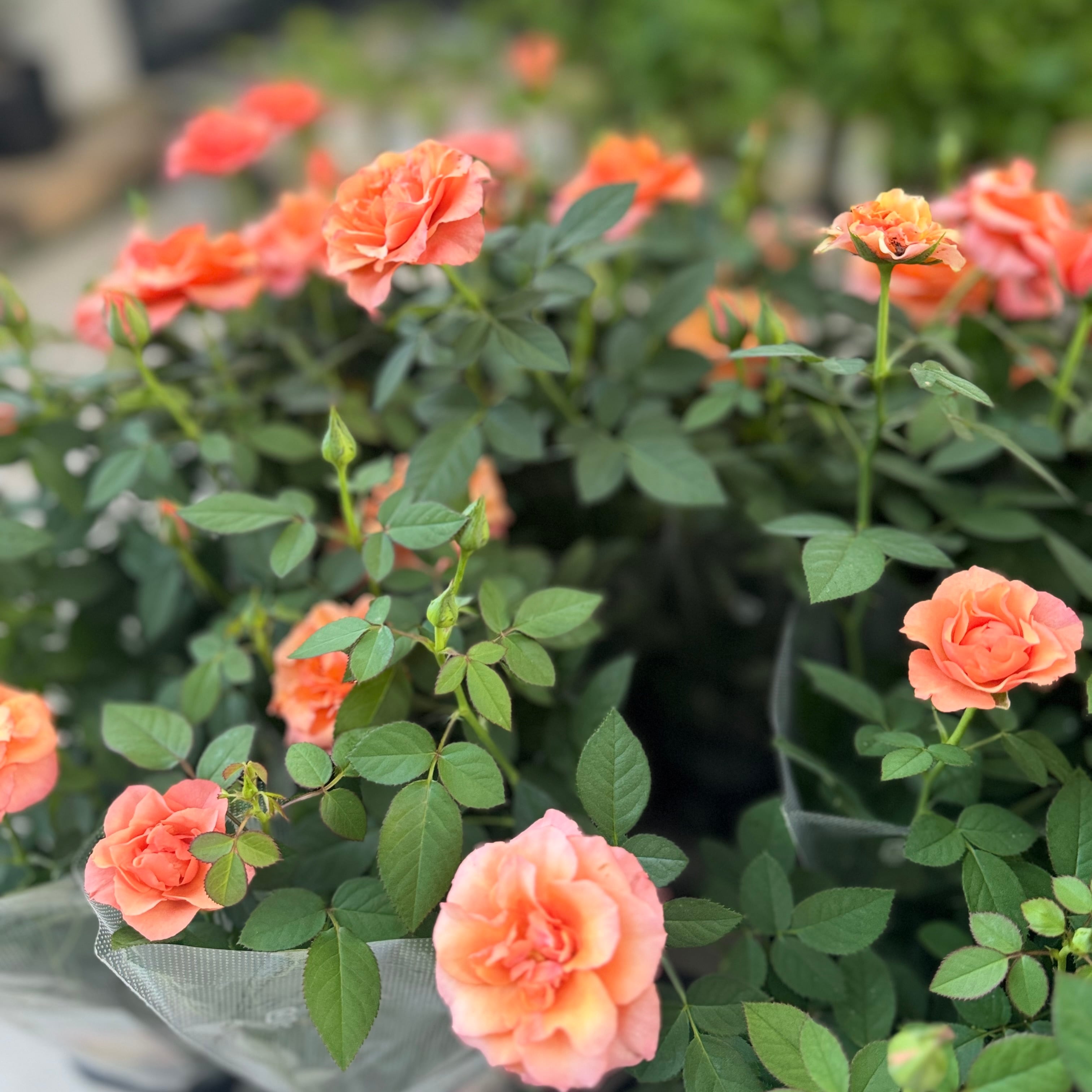 ミニバラ：インパラ コルダーナ （4号鉢）アンティーク色の四季咲き