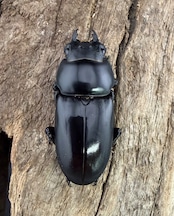 【WF1】《ハイチュヌスコクワ 玉渓市産 50mm ペア 》