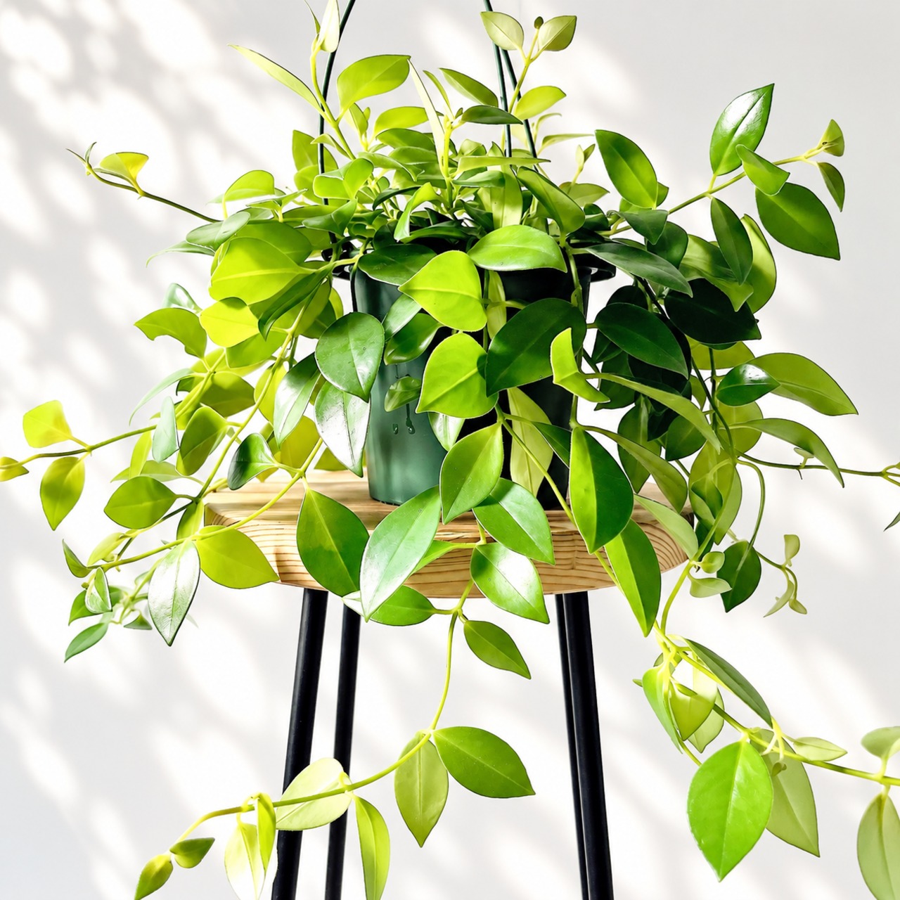 エスキナンサス モナリザ 観葉植物 calm cafe