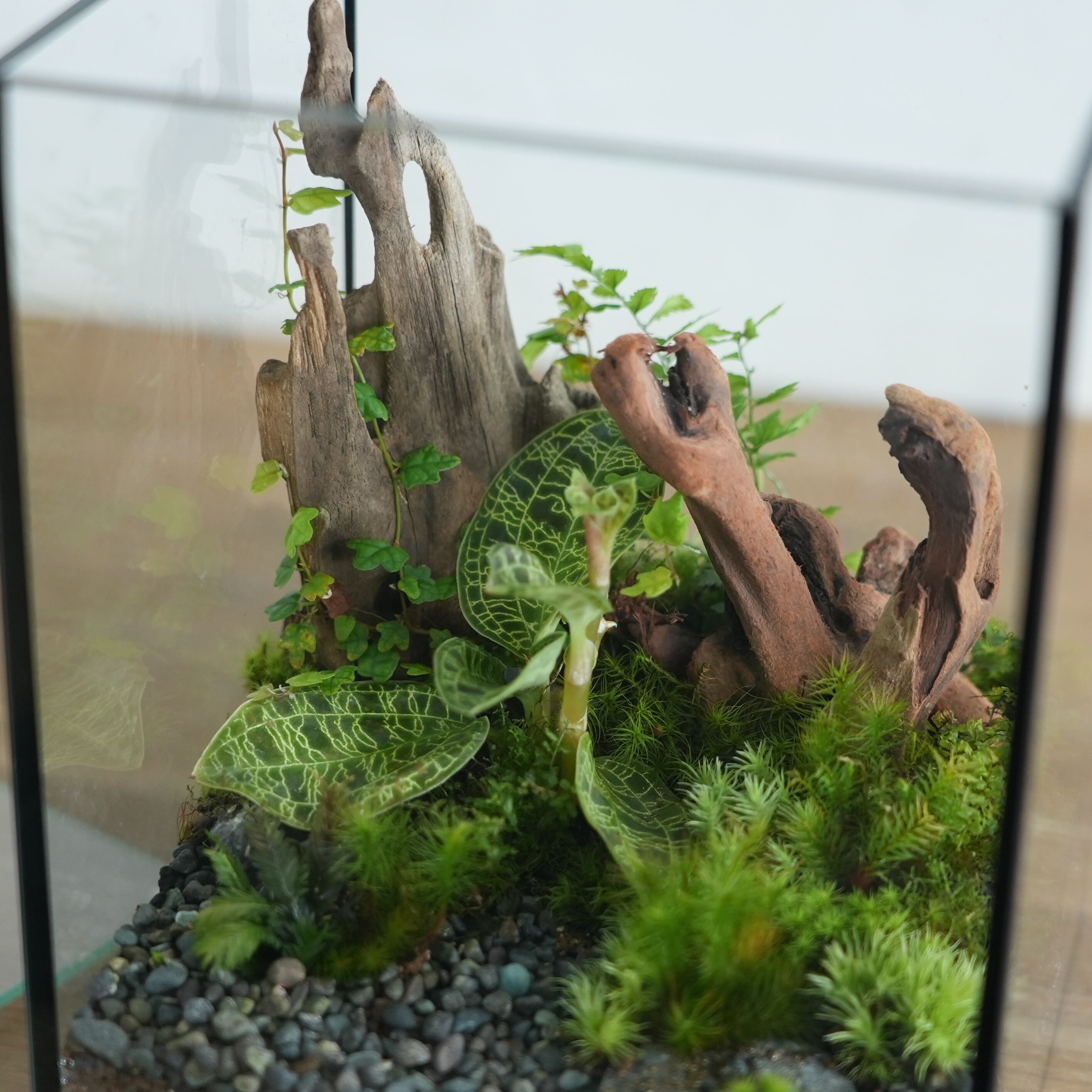 森の宝石◇限定作品 9.15＃4 | 苔テラリウム専門ショップ道草