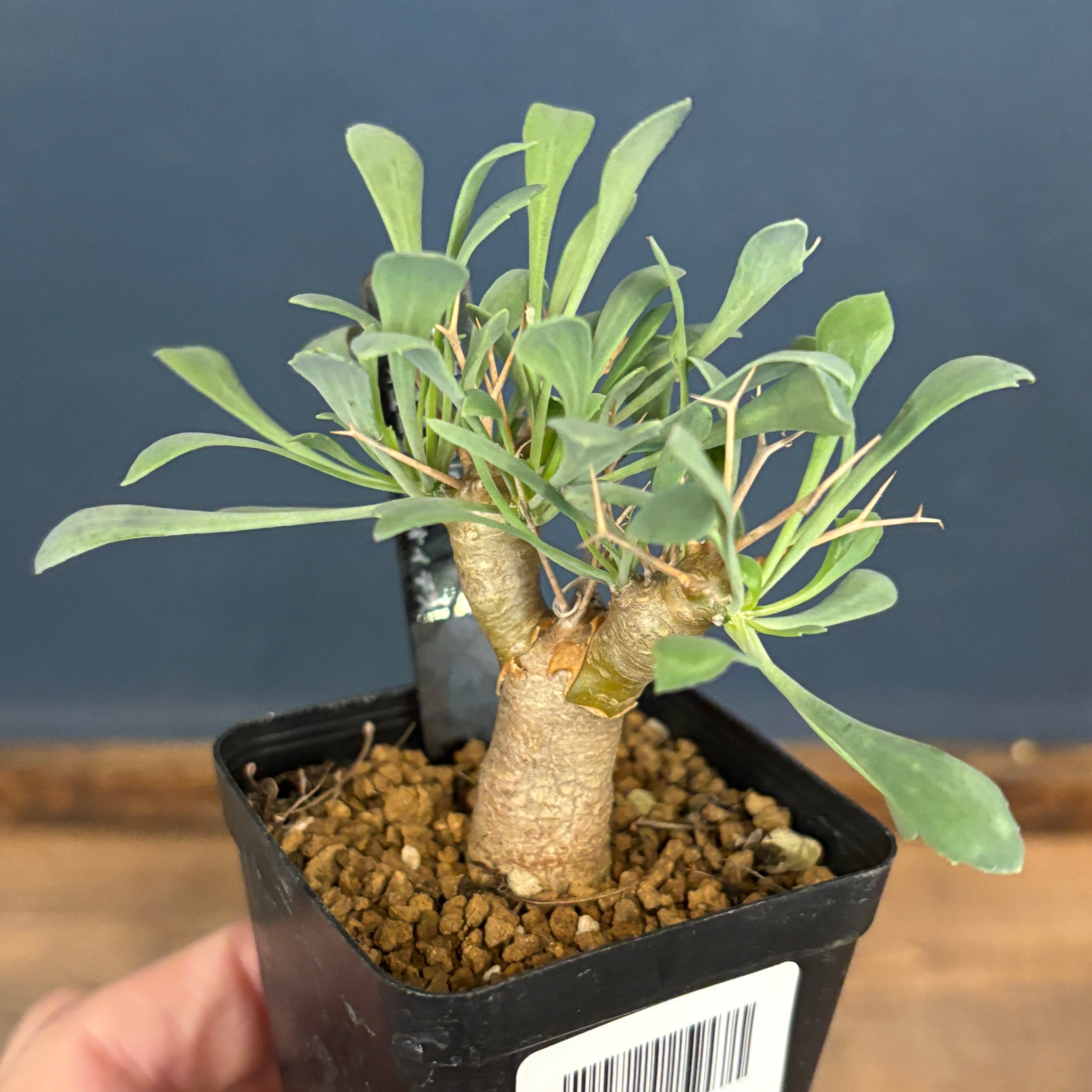 塊根植物 | PROTOLEAF プロトリーフ