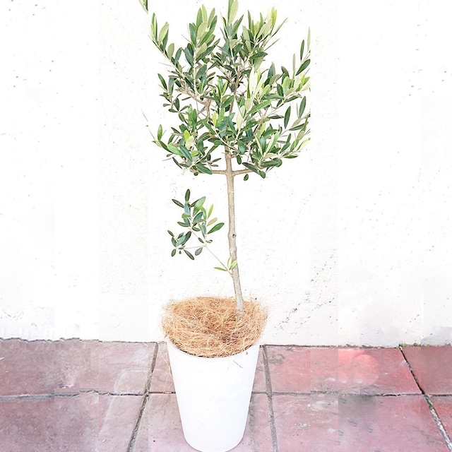 観葉植物 オリーブ オリーブの木 5号 鉢カバー 樹脂ポット ホワイト 御祝 新築祝 開店祝 開業祝 引越祝