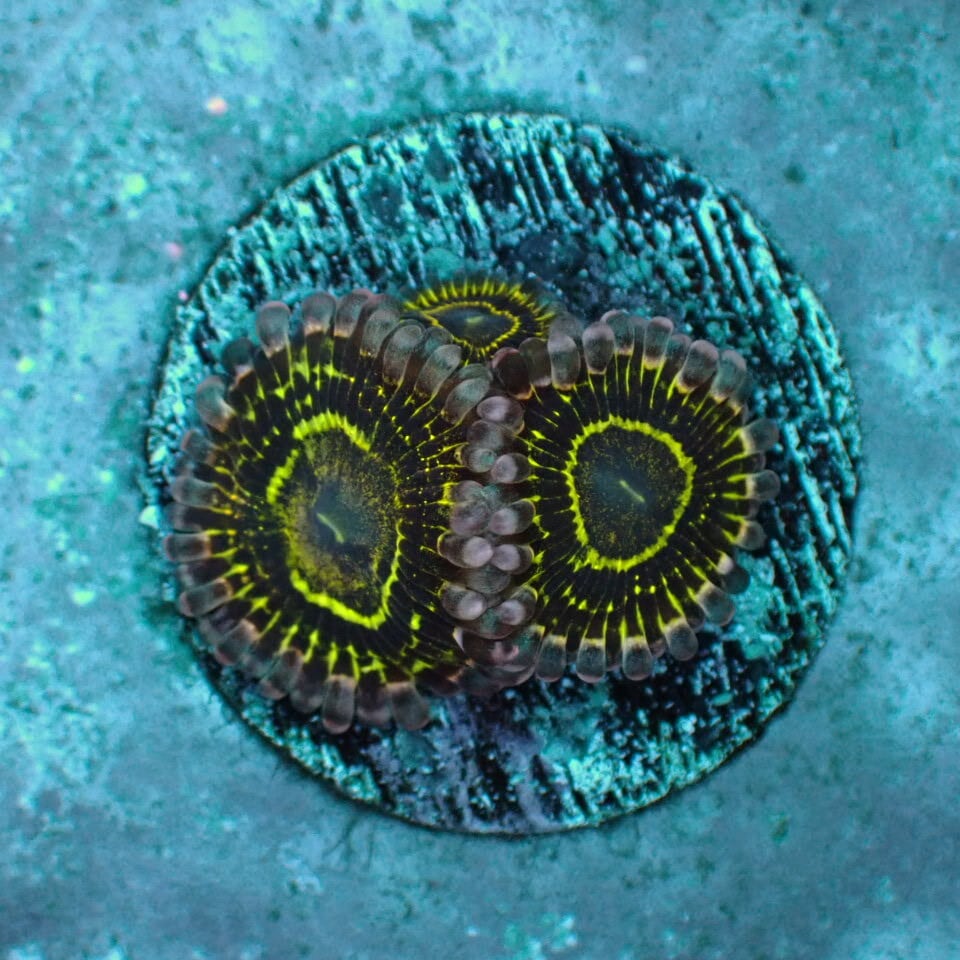 マメスナギンチャク / Zoa | HOUSE REEF(ハウスリーフ)サンゴ・海水魚