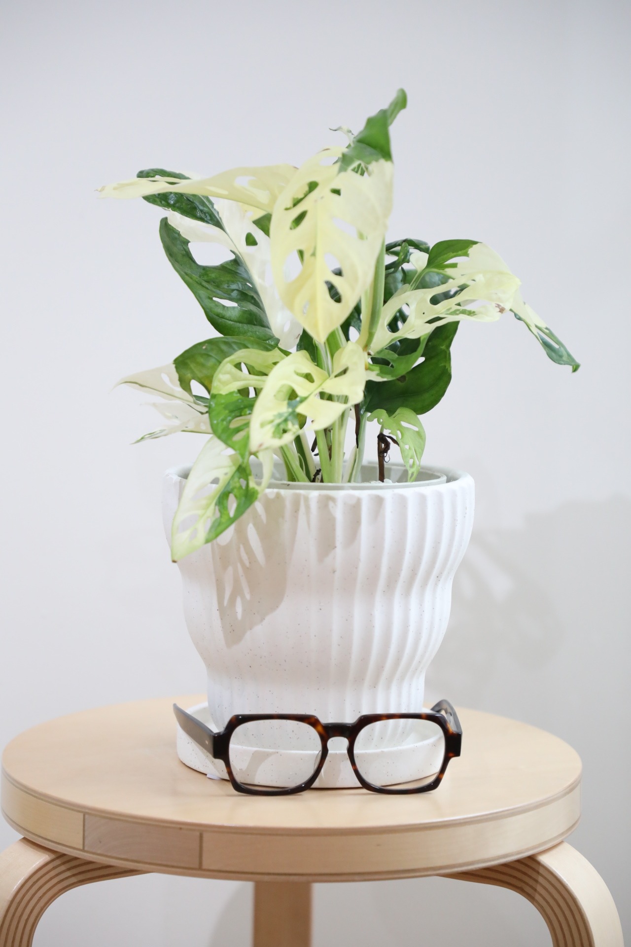 【希少】【M】マドカズラ バリエガータ/Monstera adansonii